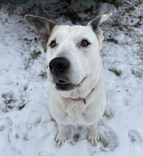 Enlarge Blanca, a Adoptable mixed breed in Sioux City, IA image 3/6