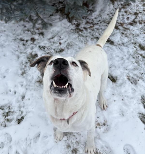 Enlarge Blanca, a Adoptable mixed breed in Sioux City, IA image 4/6