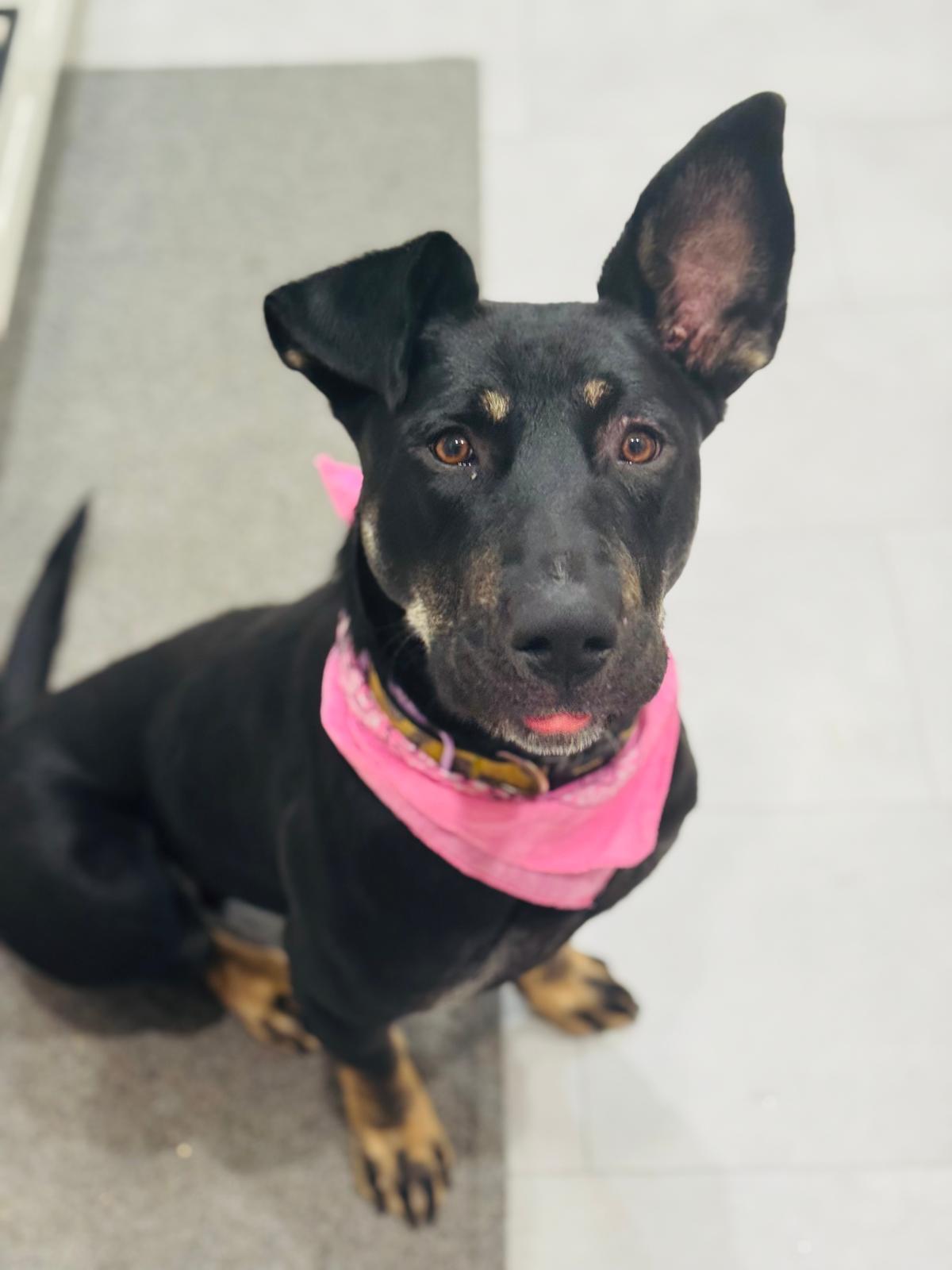 Isabella, Adoptable, Adult Female Mixed Breed.