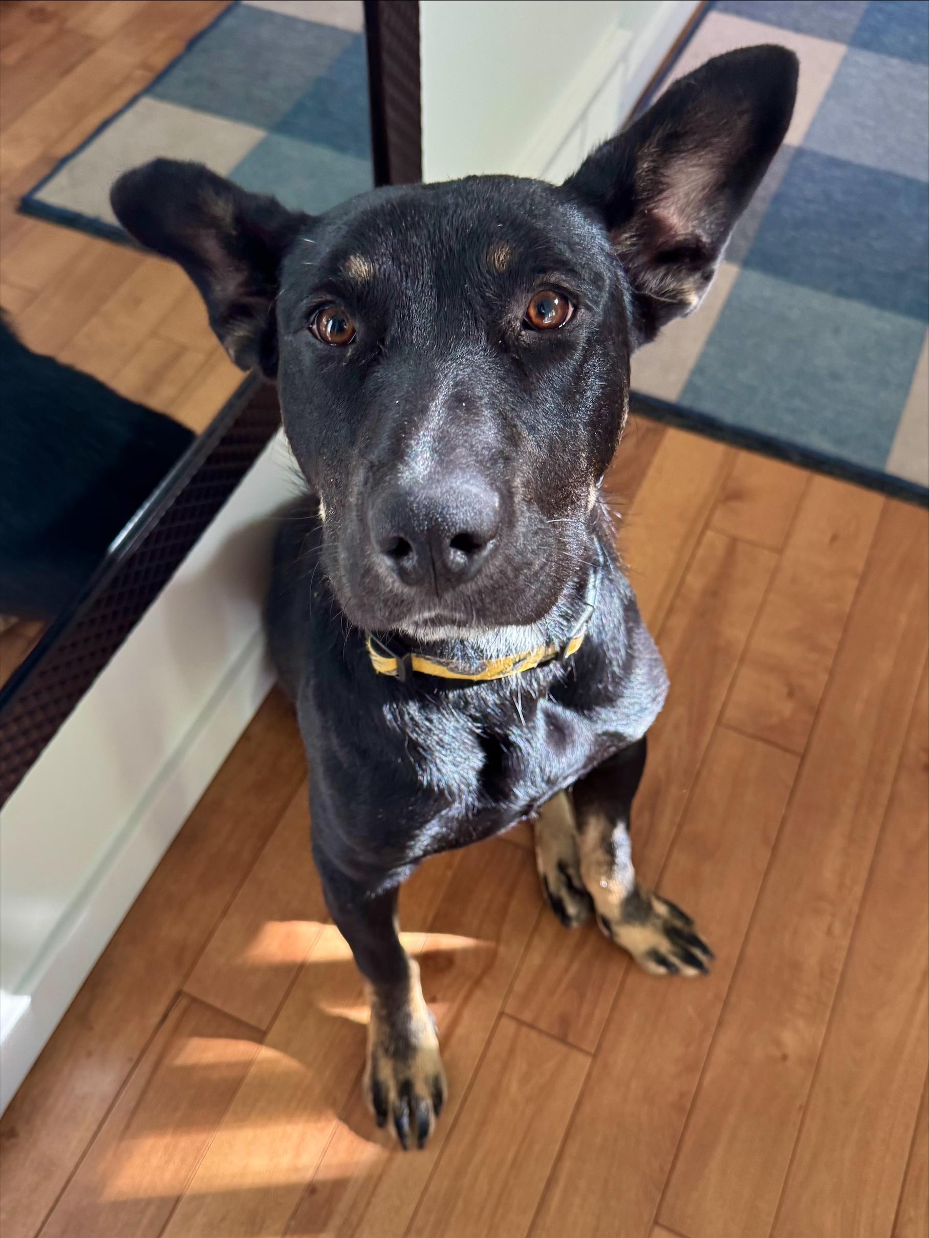 Isabella, an adoptable Mixed Breed in Saskatoon, SK, S7H 0W2 | Photo Image 3