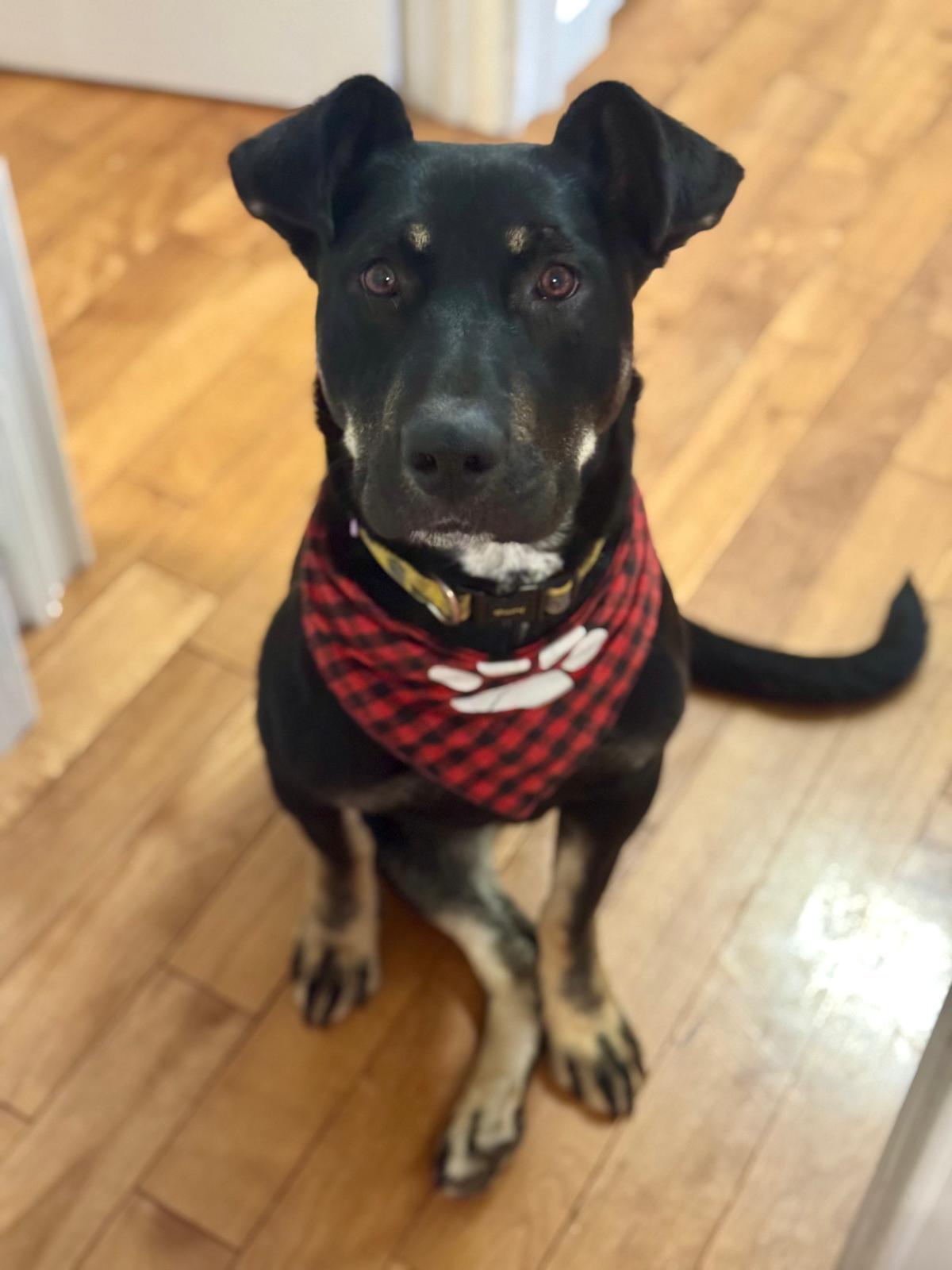 Isabella, a Adoptable Mixed Breed in Saskatoon, SK image 2/6