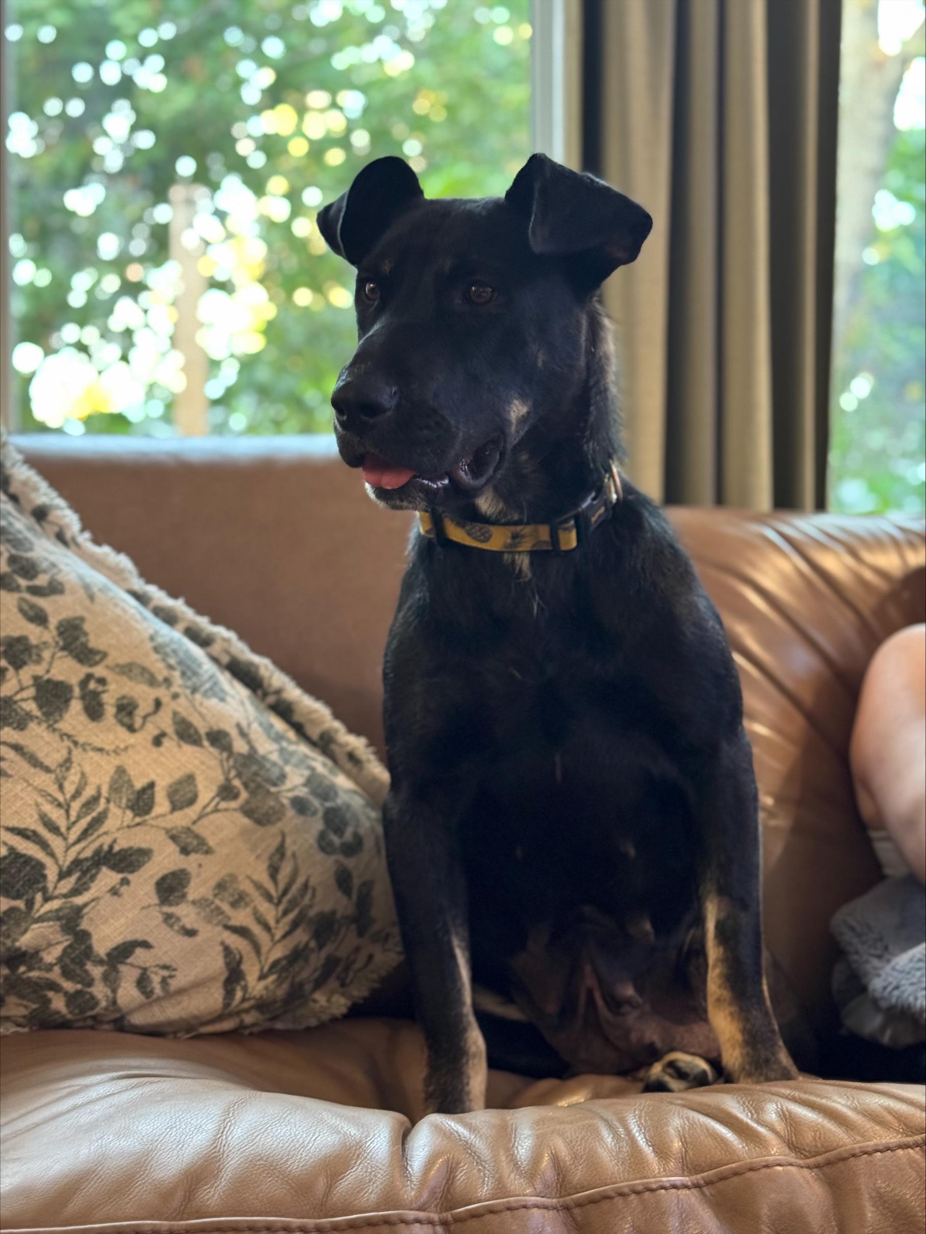 Isabella, an adoptable Mixed Breed in Saskatoon, SK, S7H 0W2 | Photo Image 6