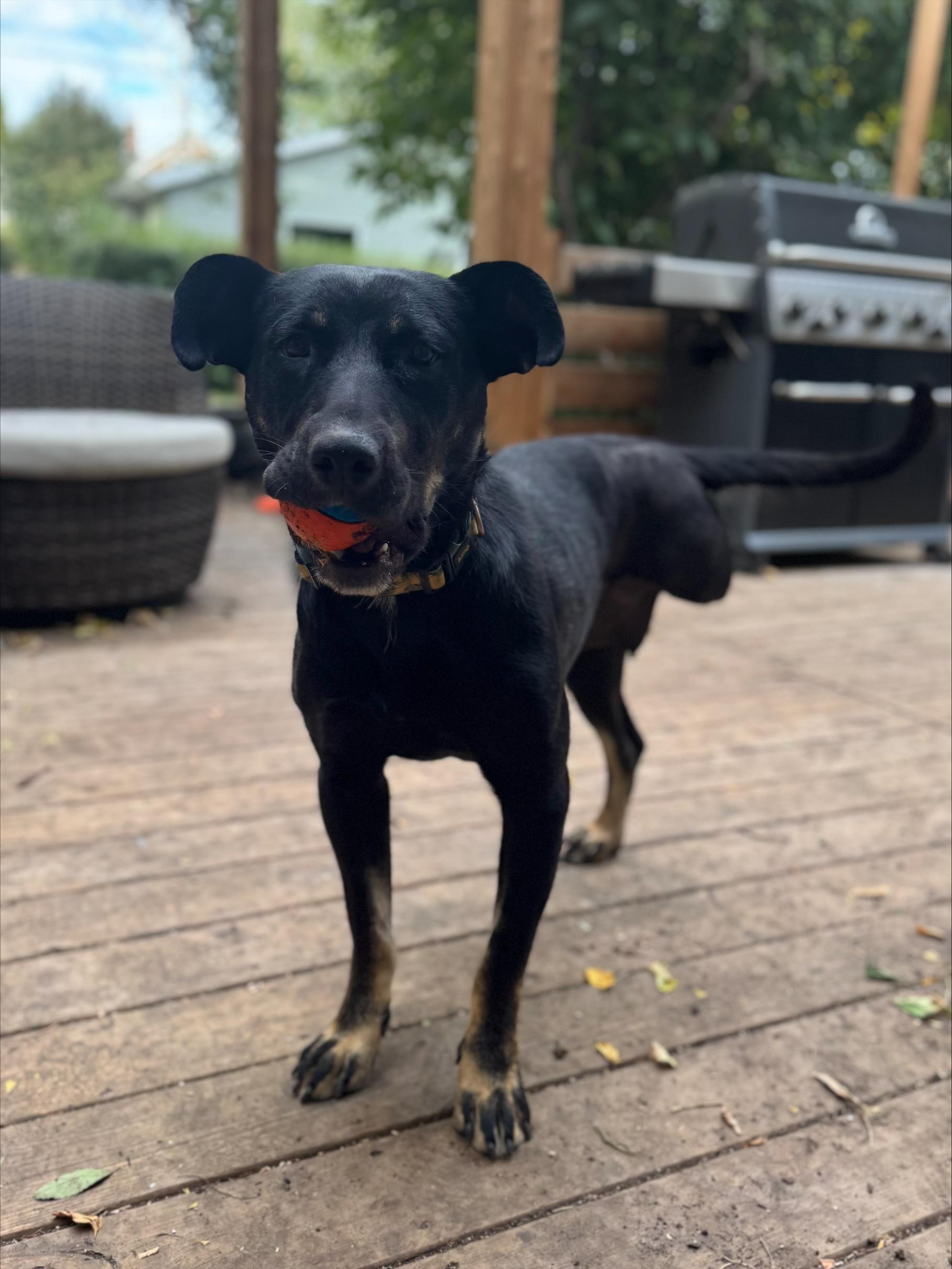 Isabella, an adoptable Mixed Breed in Saskatoon, SK, S7H 0W2 | Photo Image 4