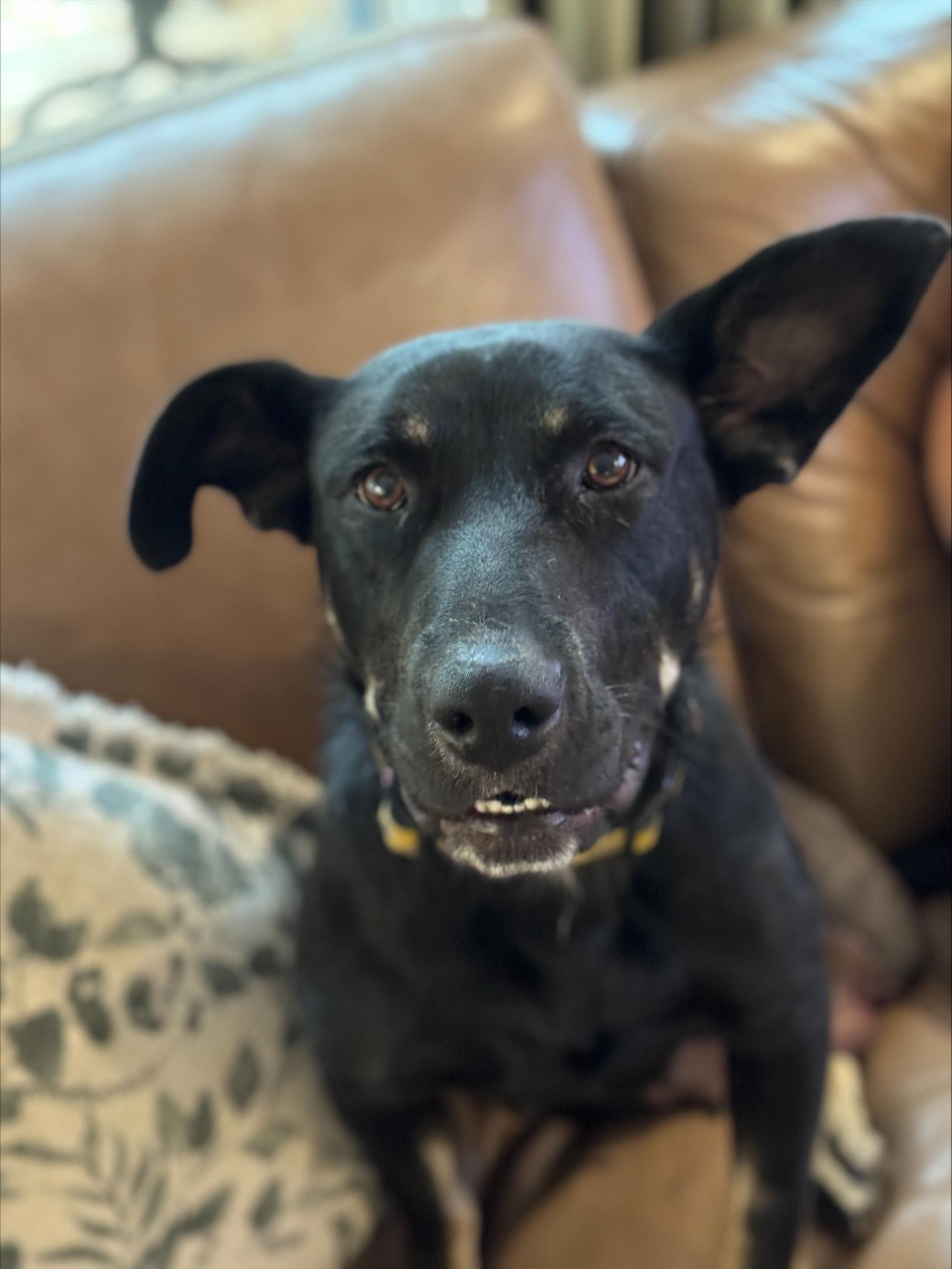 Isabella, an adoptable Mixed Breed in Saskatoon, SK, S7H 0W2 | Photo Image 5