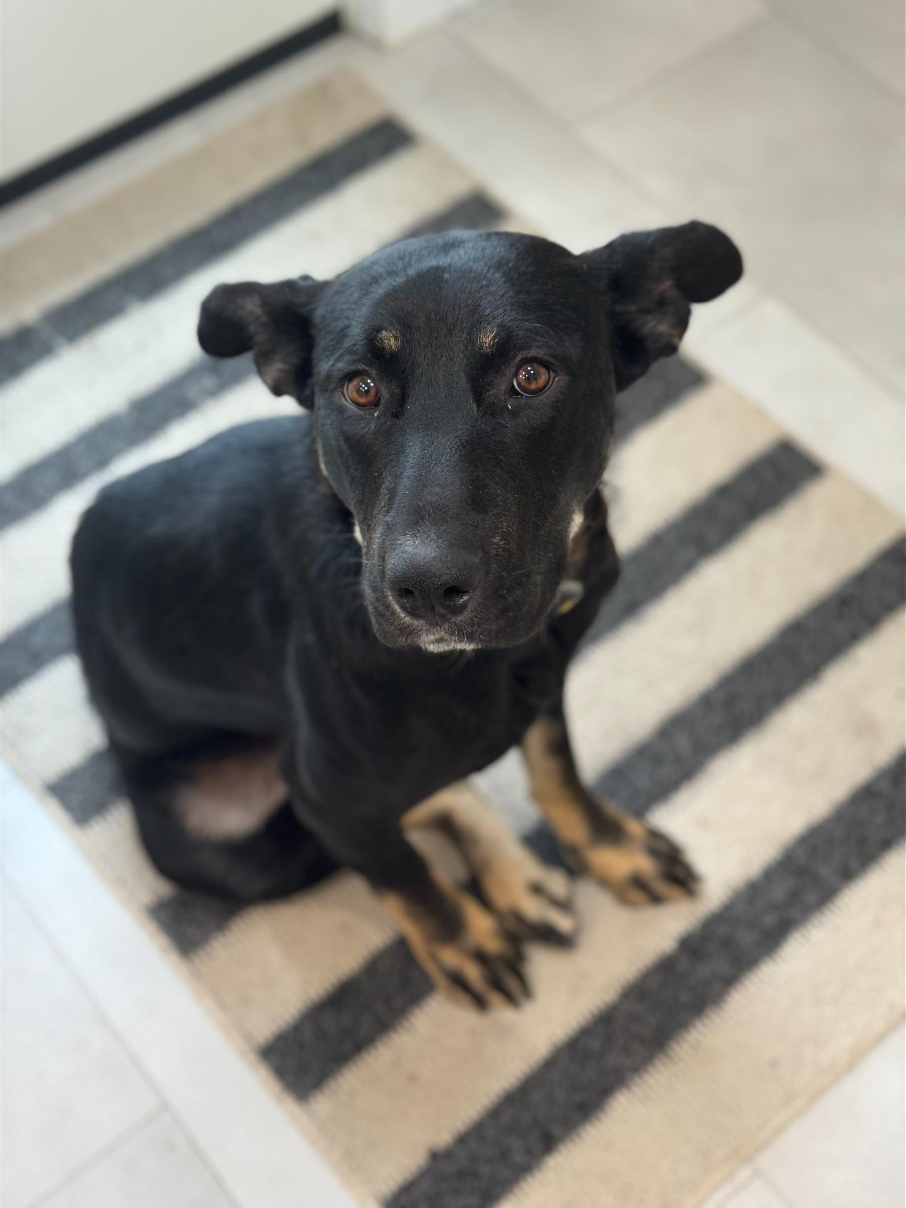 Isabella, an adoptable Mixed Breed in Saskatoon, SK, S7H 0W2 | Photo Image 2