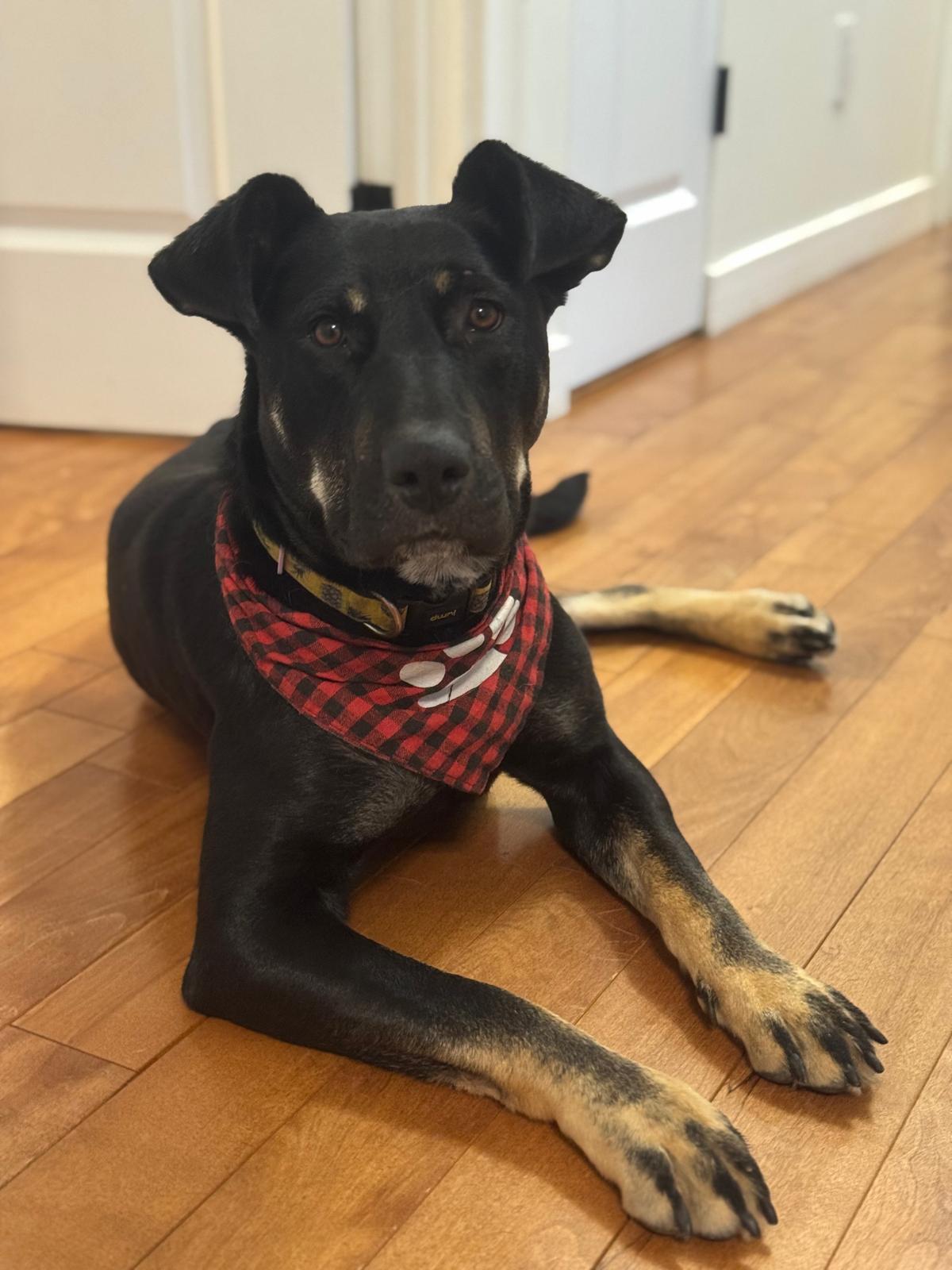 Isabella, a Adoptable Mixed Breed in Saskatoon, SK image 4/6