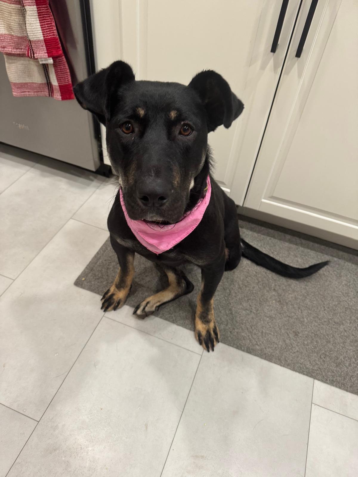 Isabella, a Adoptable Mixed Breed in Saskatoon, SK image 5/6