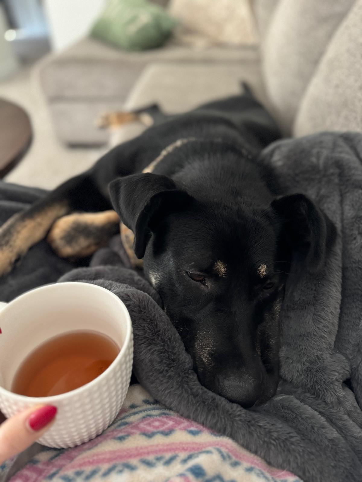 Isabella, a Adoptable Mixed Breed in Saskatoon, SK image 6/6