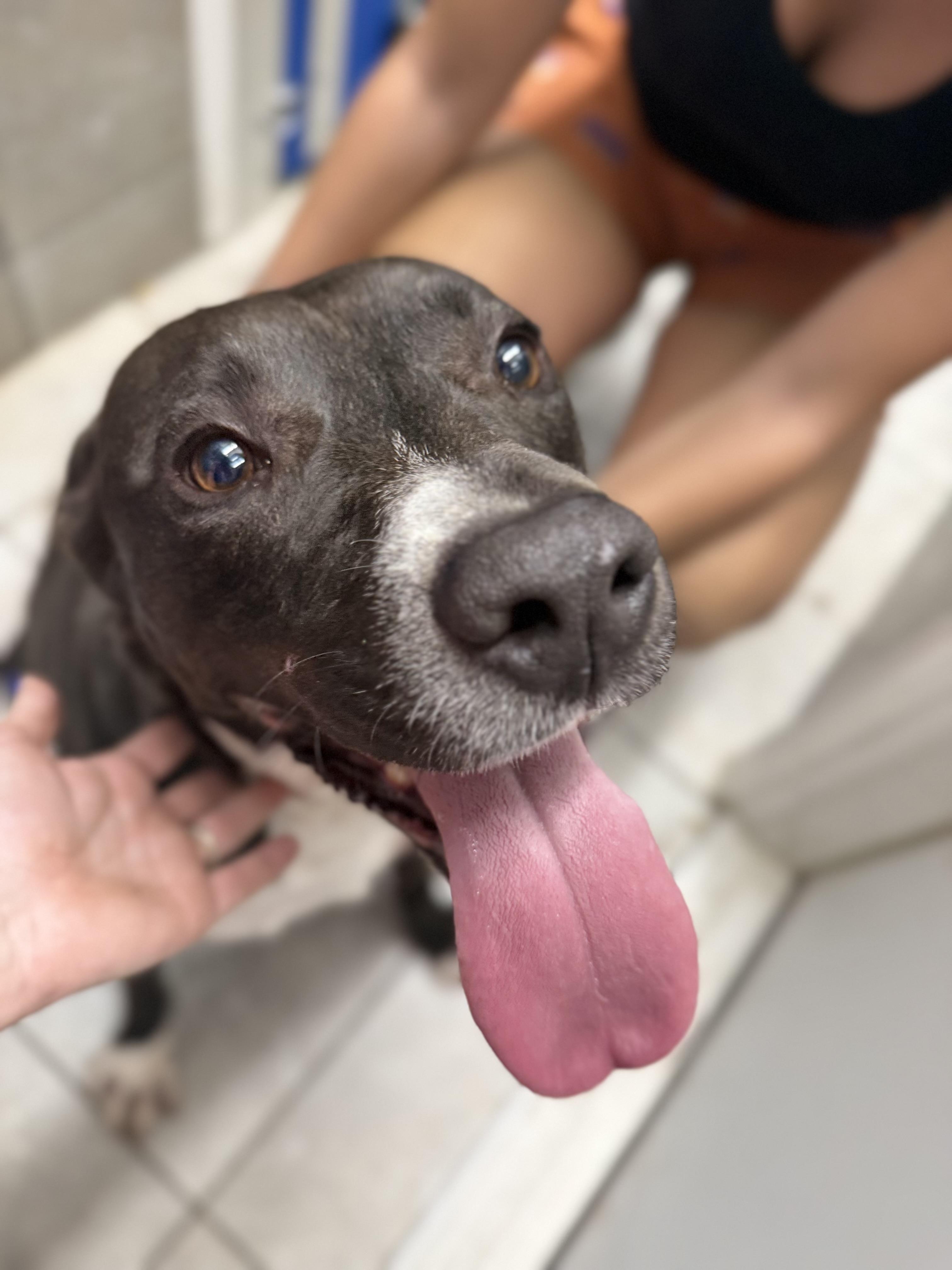 Roscoe, Adoptable, Adult Male Mixed Breed.