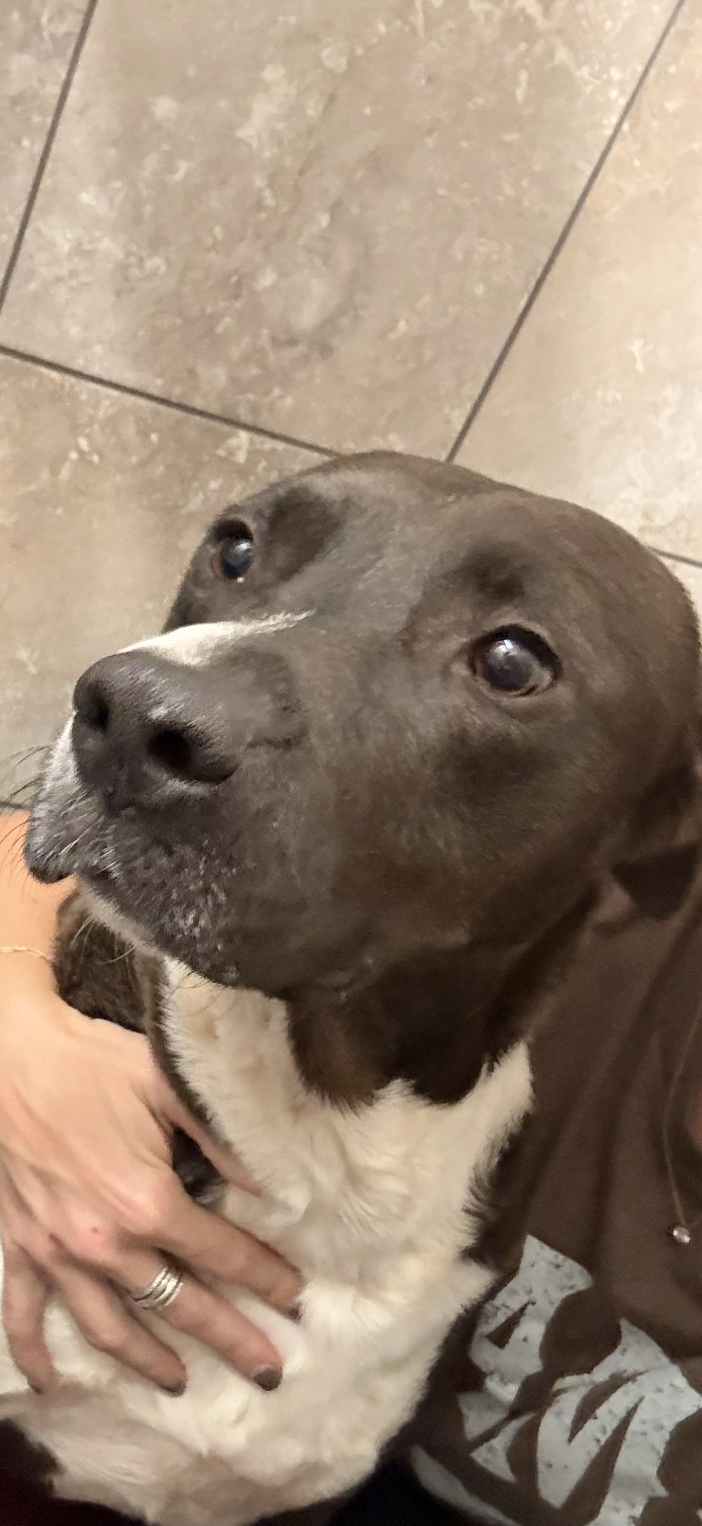 Enlarge Roscoe, a Adoptable Mixed Breed in Springhill, LA image 5/6
