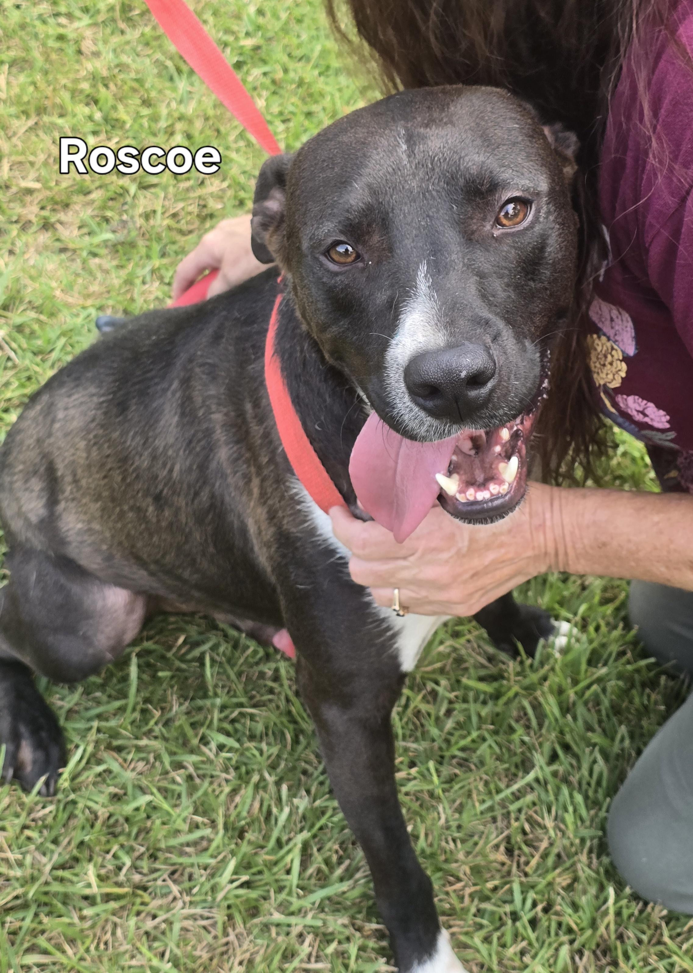 Roscoe, Adoptable, Adult Male Mixed Breed.
