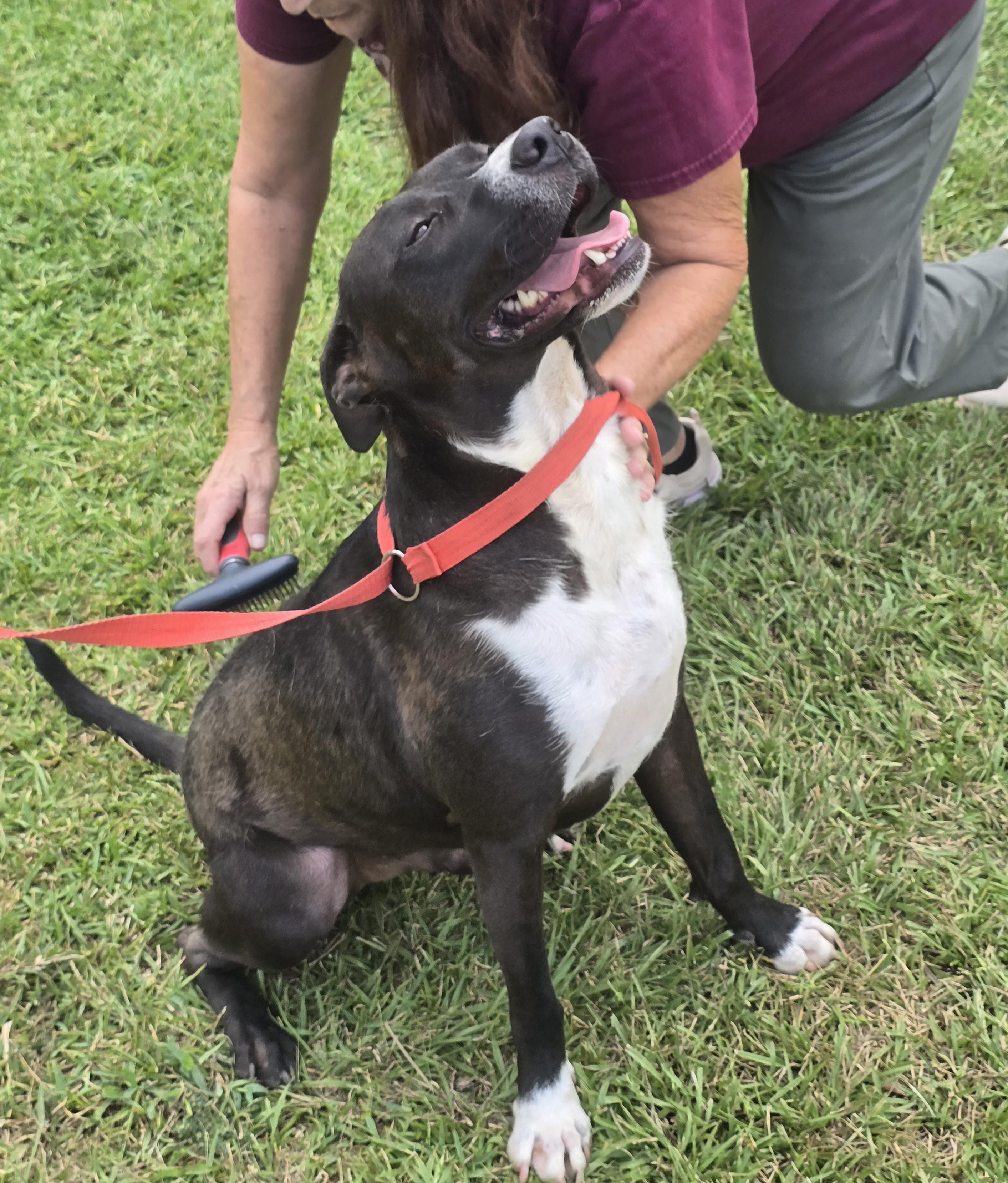 Enlarge Roscoe, a Adoptable Mixed Breed in Springhill, LA image 2/2