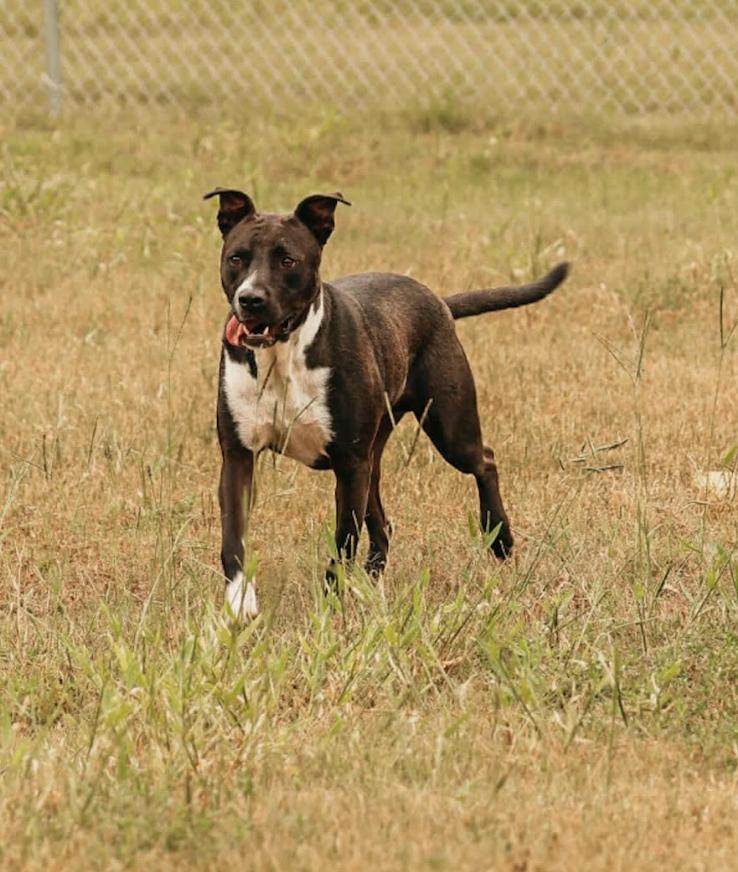 Roscoe, Adoptable, Adult Male Mixed Breed.