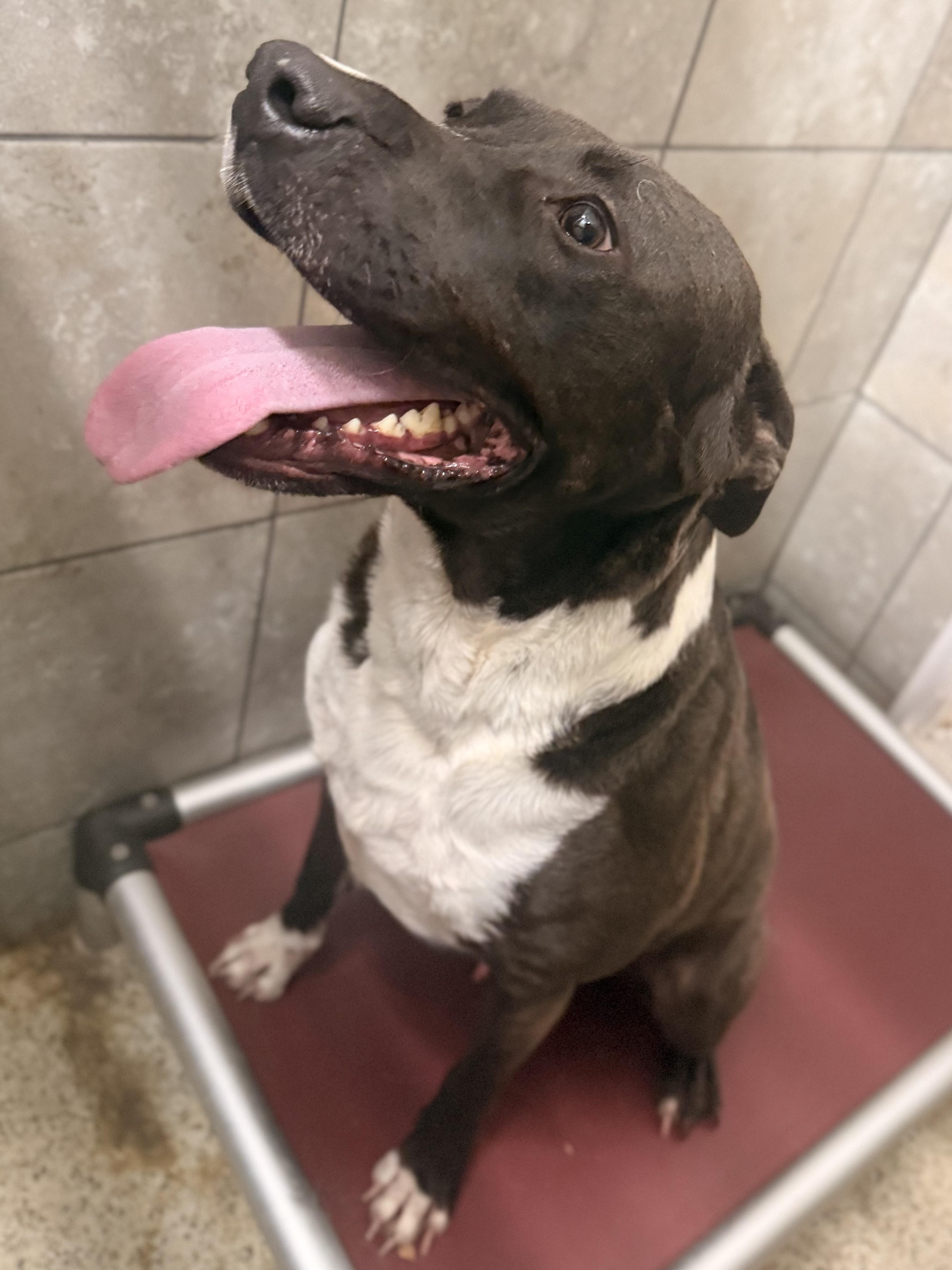 Enlarge Roscoe, a Adoptable Mixed Breed in Springhill, LA image 6/6