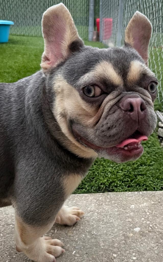 Enlarge Posie, a Adopted French Bulldog in Fort Myers, FL image 1/1
