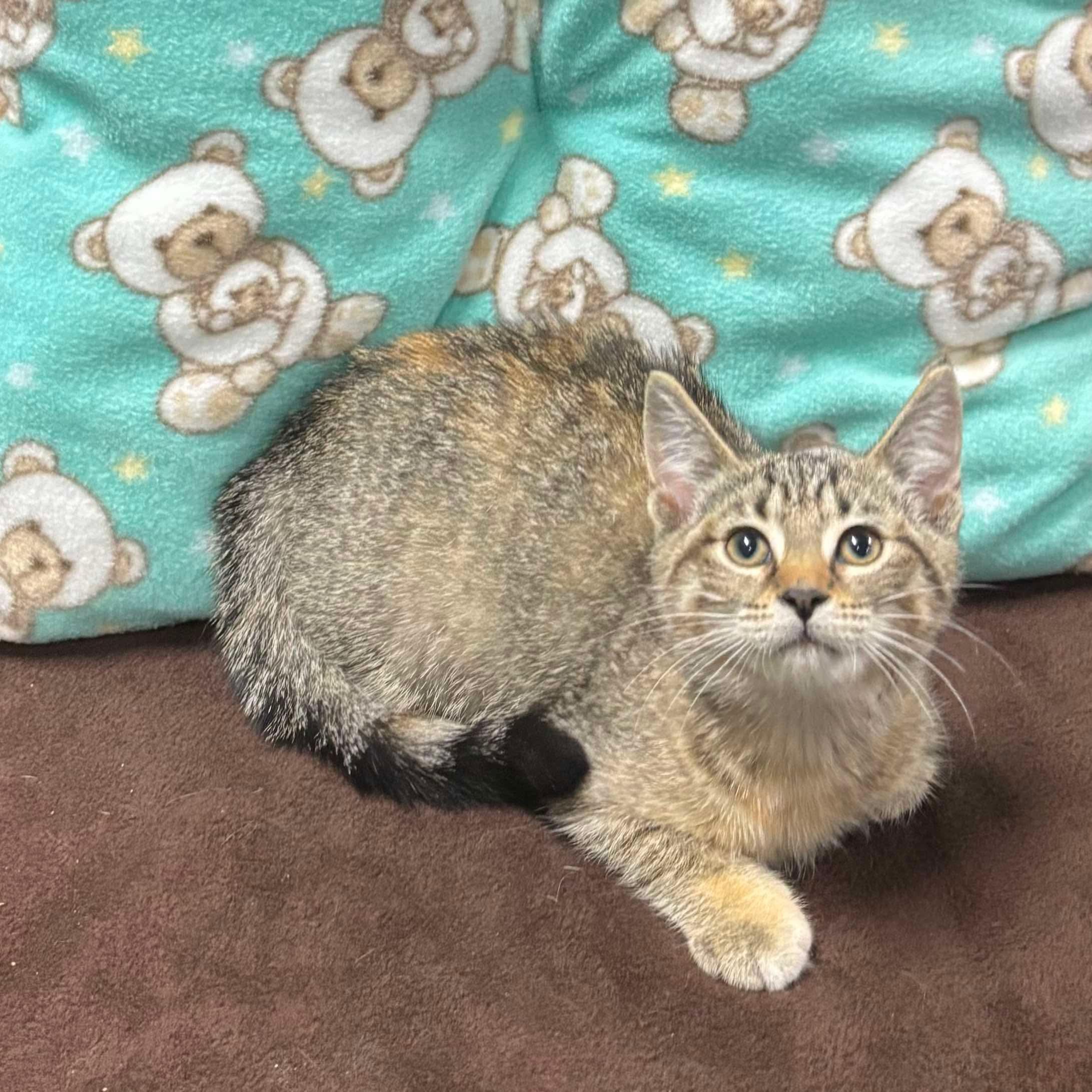 Enlarge HASH BROWN, an adopted Domestic Short Hair in Tillsonburg, ON image 2/3