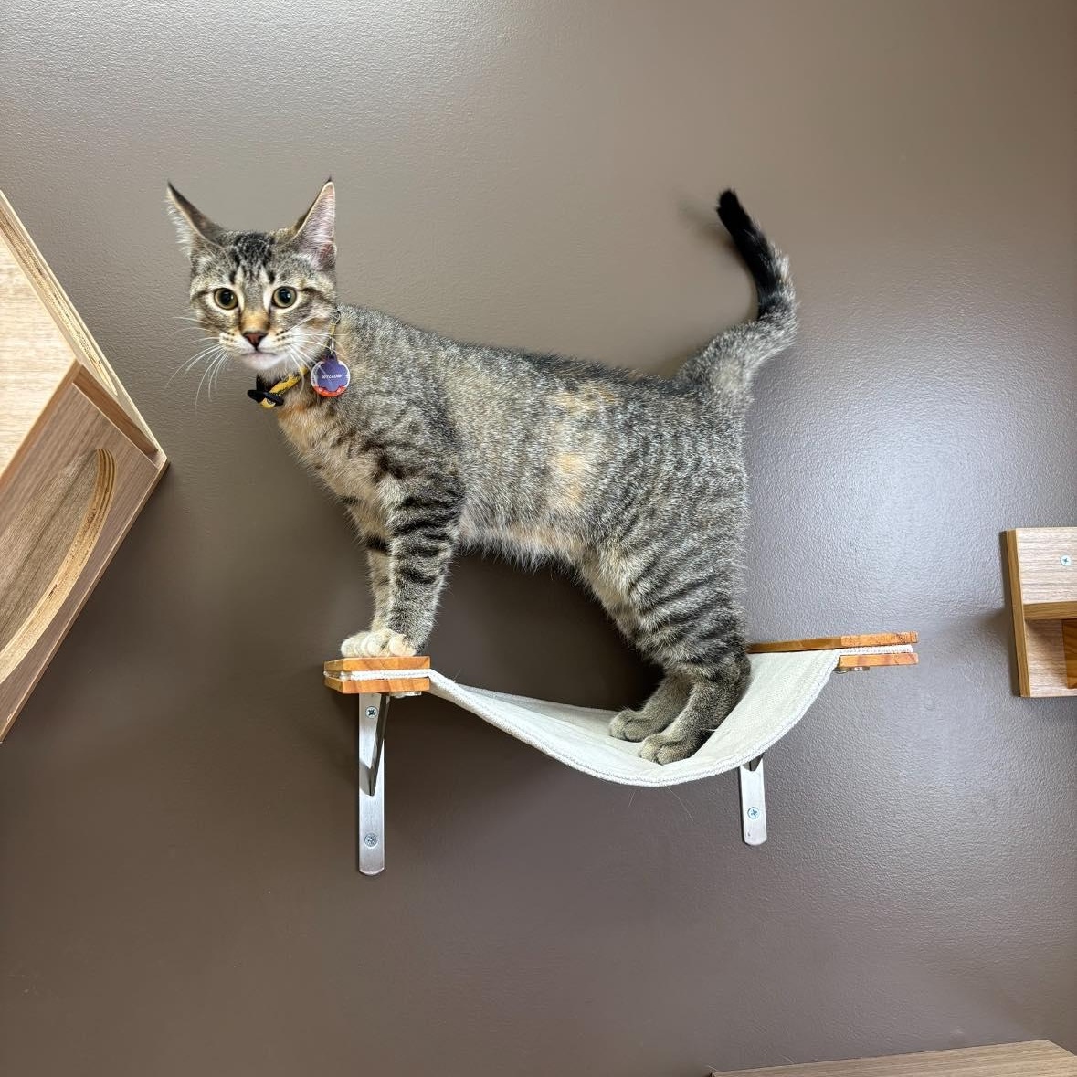 Enlarge HASH BROWN, an adopted Domestic Short Hair in Tillsonburg, ON image 1/3