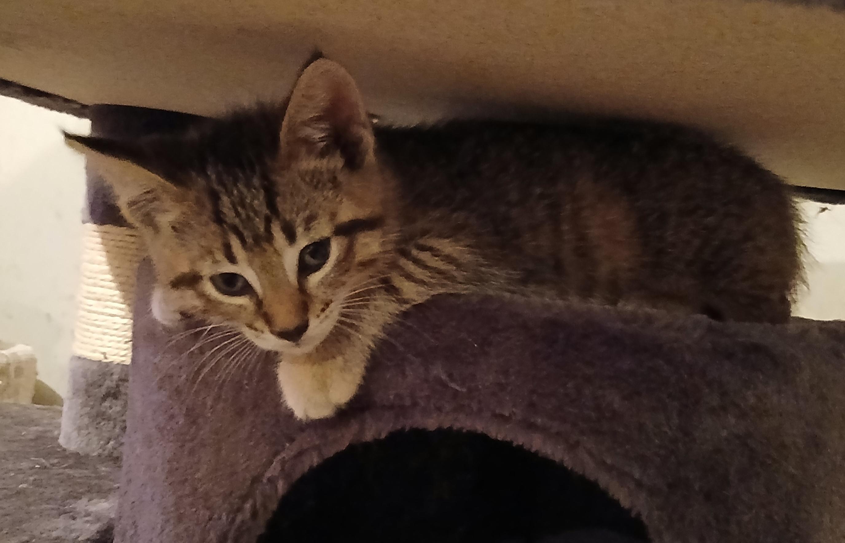 Enlarge HASH BROWN, an adopted Domestic Short Hair in Tillsonburg, ON image 3/3