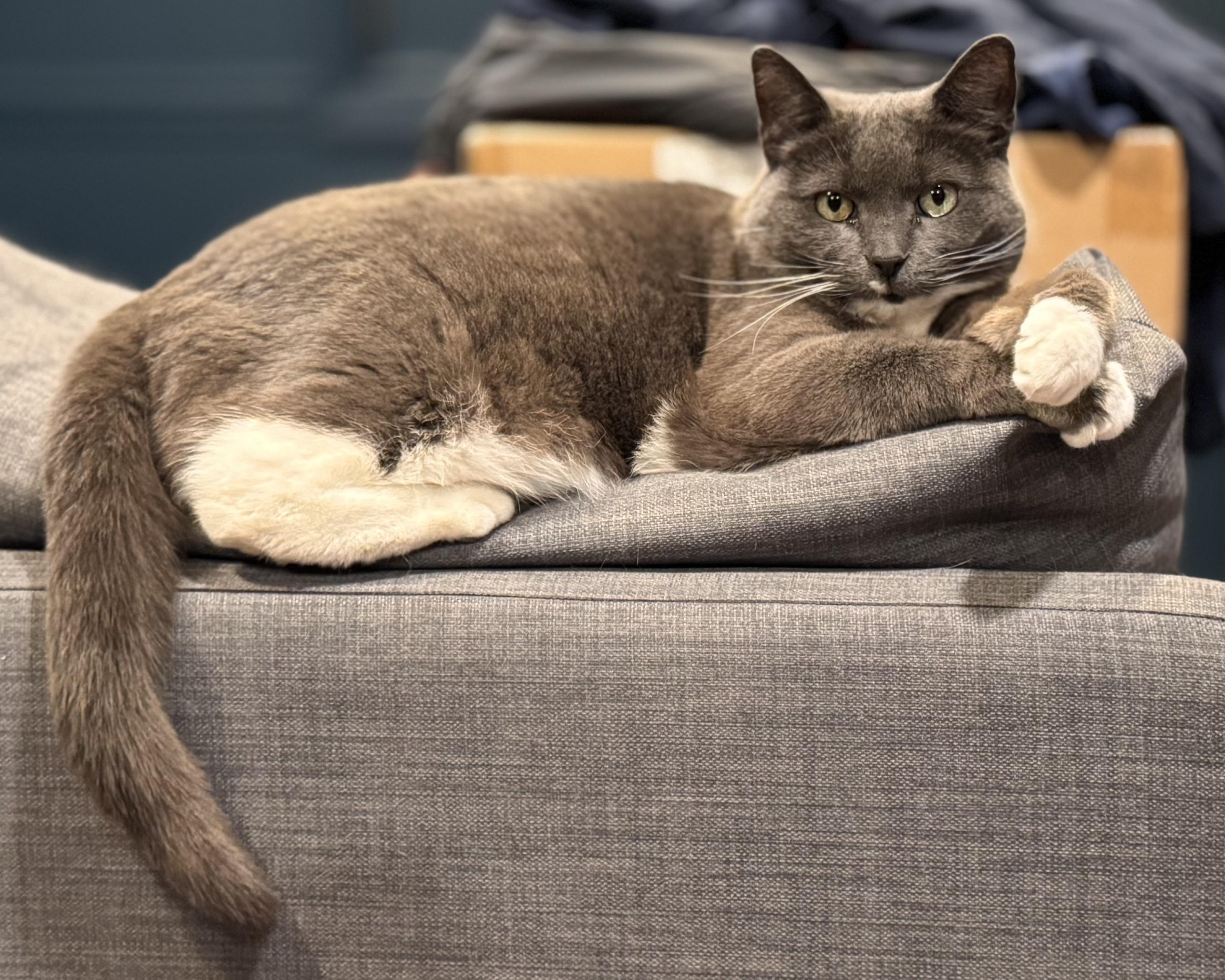 🤍Blue Bunny!!!!🩶, ADOPTABLE, Adult Female Russian Blue & Chartreux.