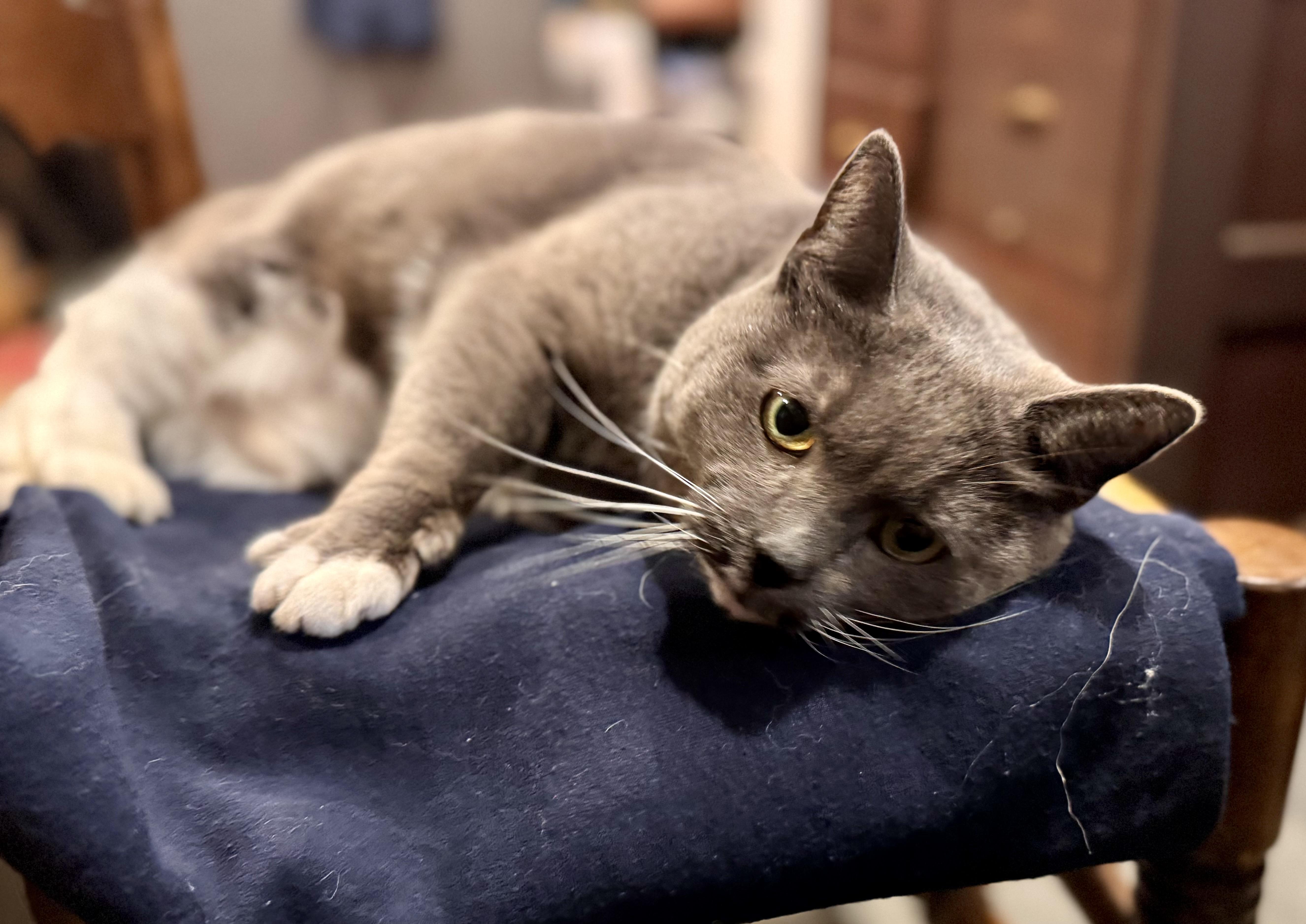 Enlarge Blue Bunny!!!!, a ADOPTABLE mixed breed in Manalapan, NJ image 2/5