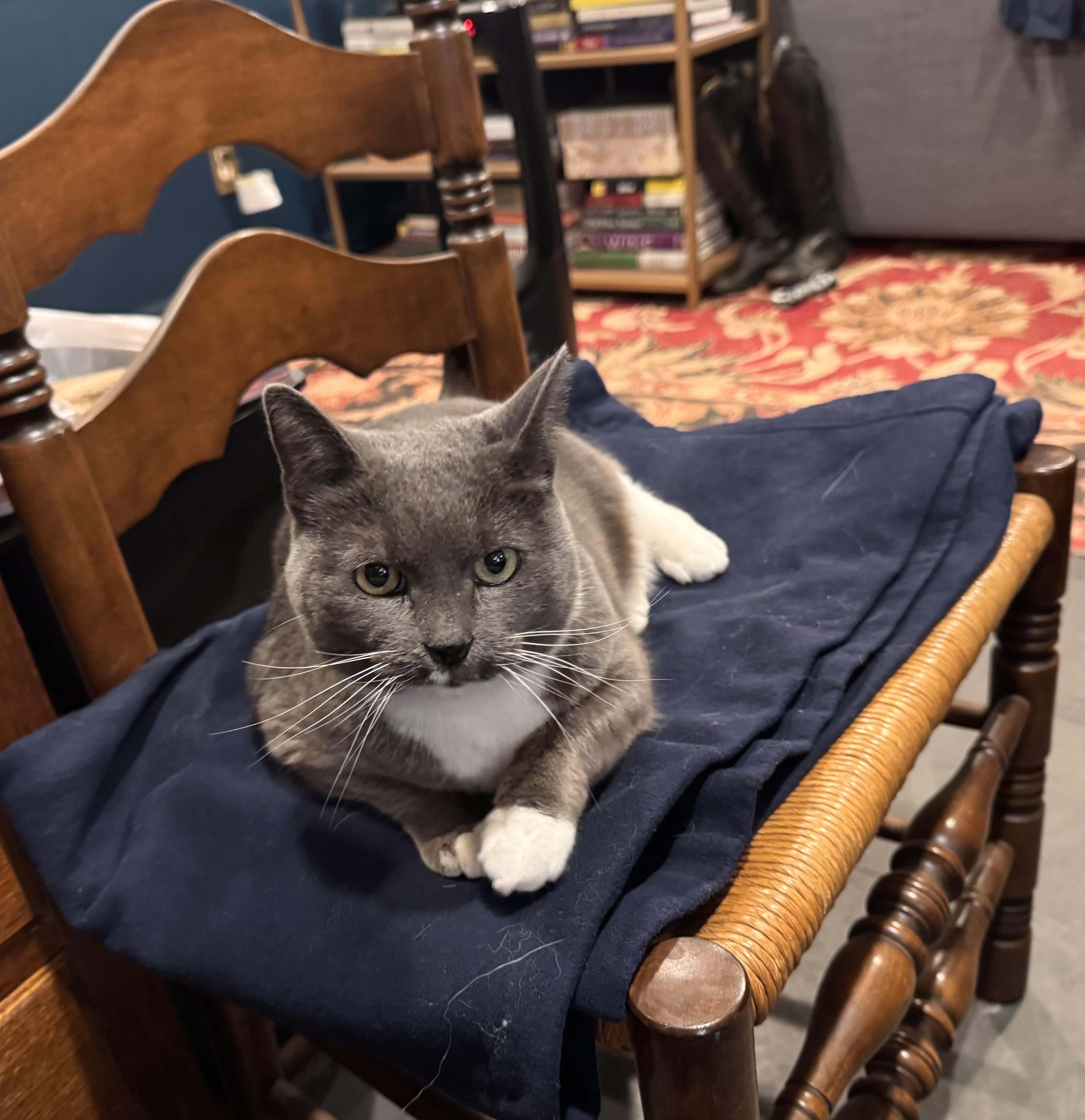 Enlarge Blue Bunny!!!!, a ADOPTABLE mixed breed in Manalapan, NJ image 3/5