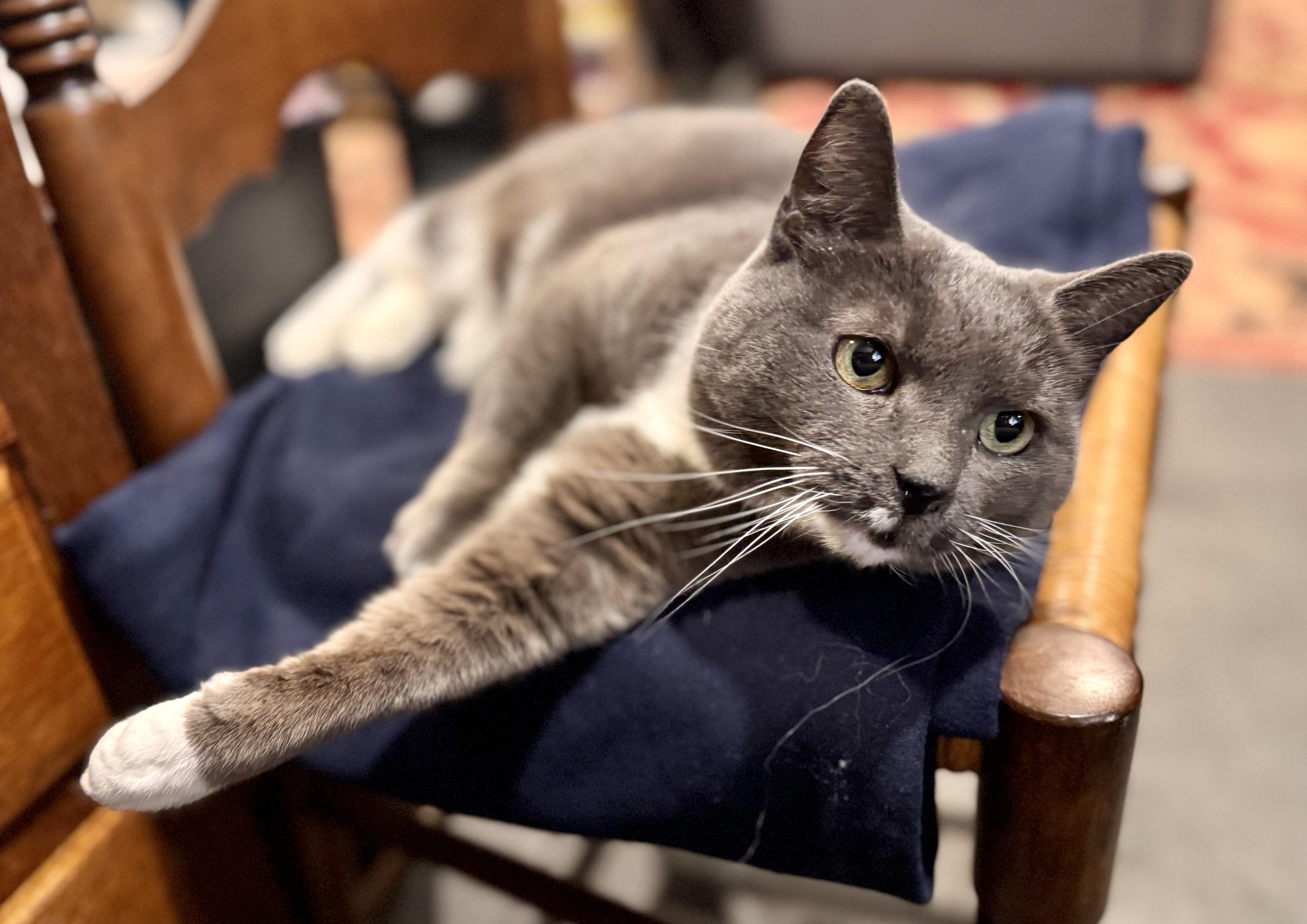 Blue Bunny!!!!, ADOPTABLE, Adult Female Russian Blue & Chartreux.