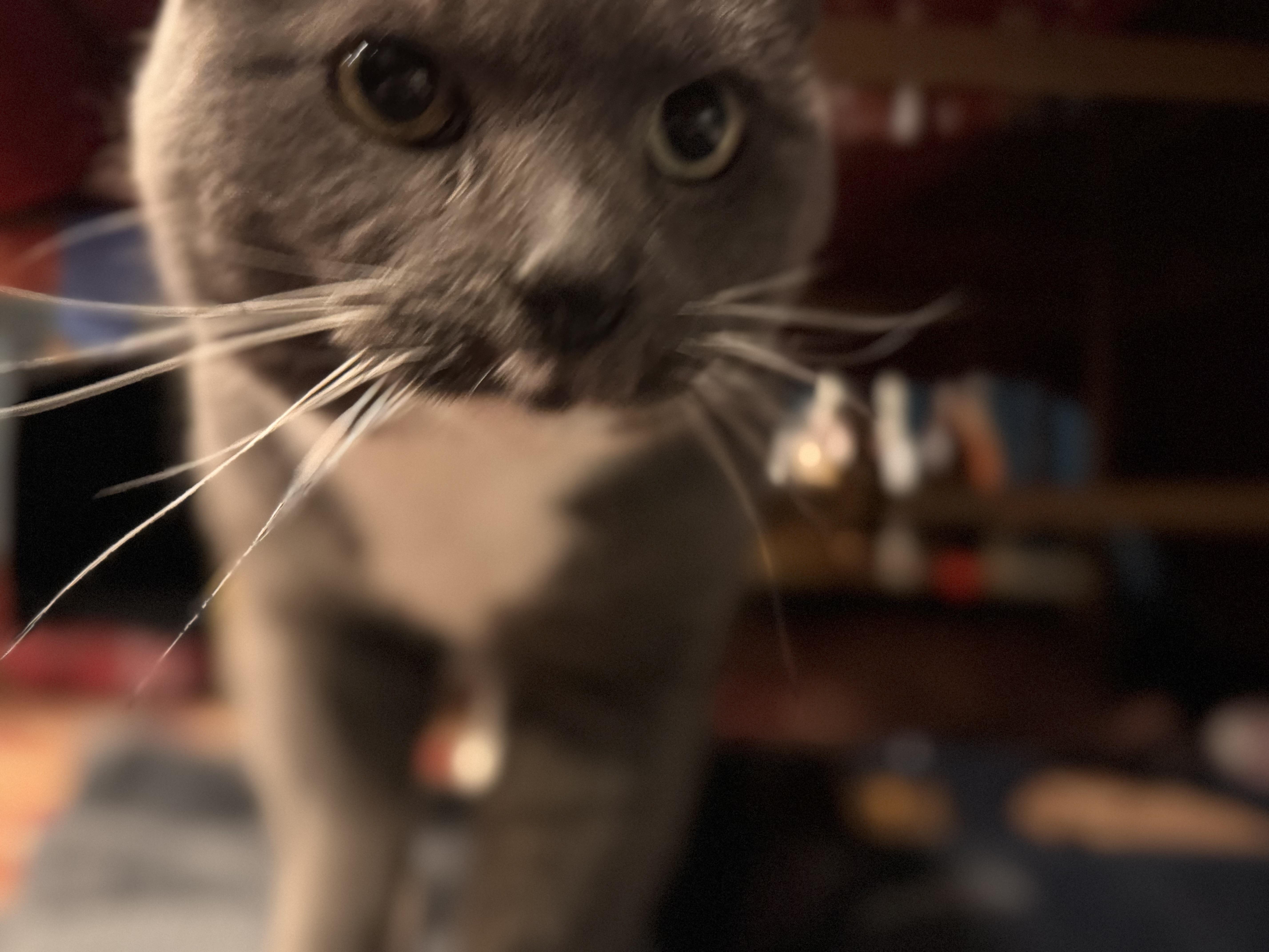 Enlarge Blue Bunny!!!!, a ADOPTABLE mixed breed in Manalapan, NJ image 4/5