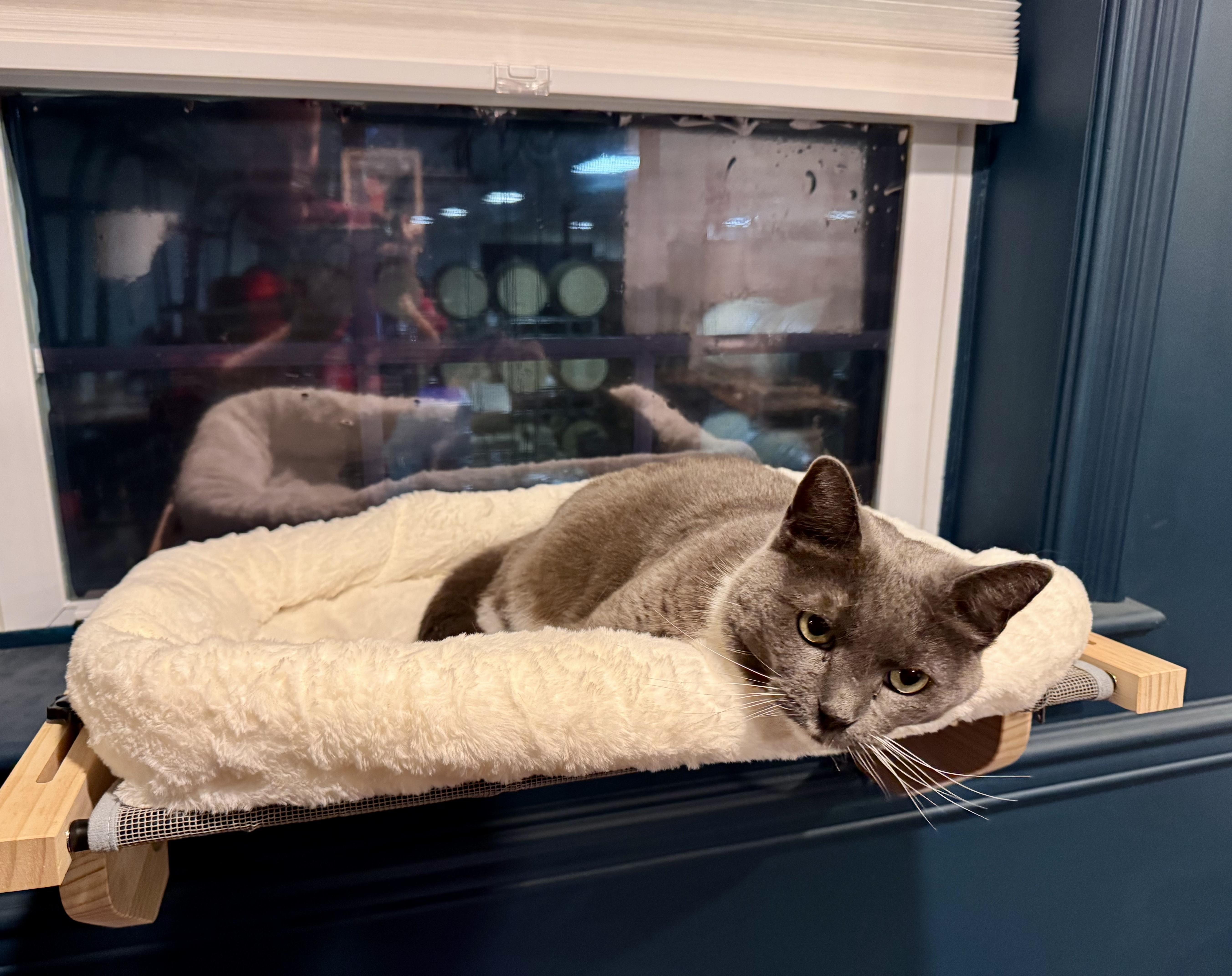 Enlarge Blue Bunny!!!!, a ADOPTABLE mixed breed in Manalapan, NJ image 6/6