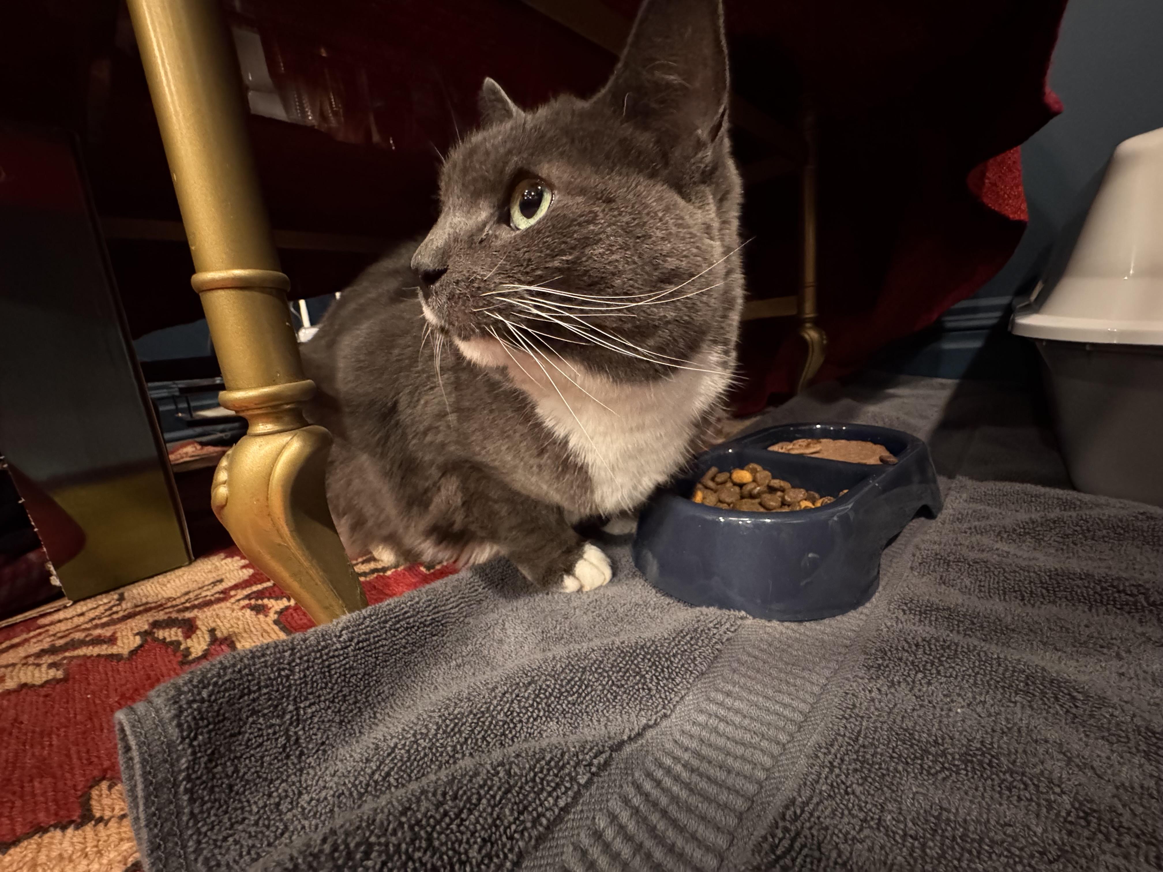 Enlarge Blue Bunny!!!!, a ADOPTABLE mixed breed in Manalapan, NJ image 5/5