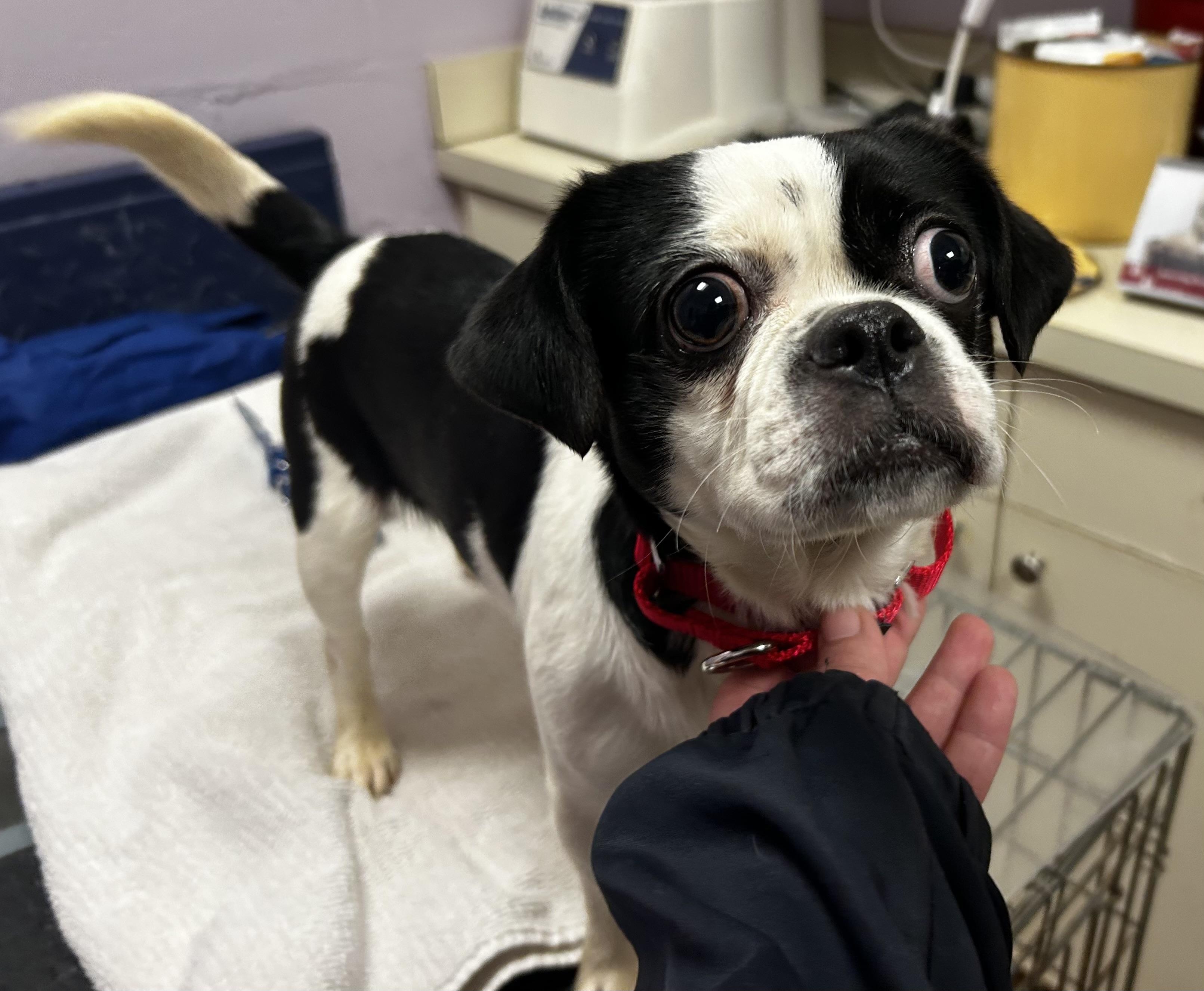 Enlarge Cinderella, an adopted mixed breed in Oak Ridge, NJ image 2/3