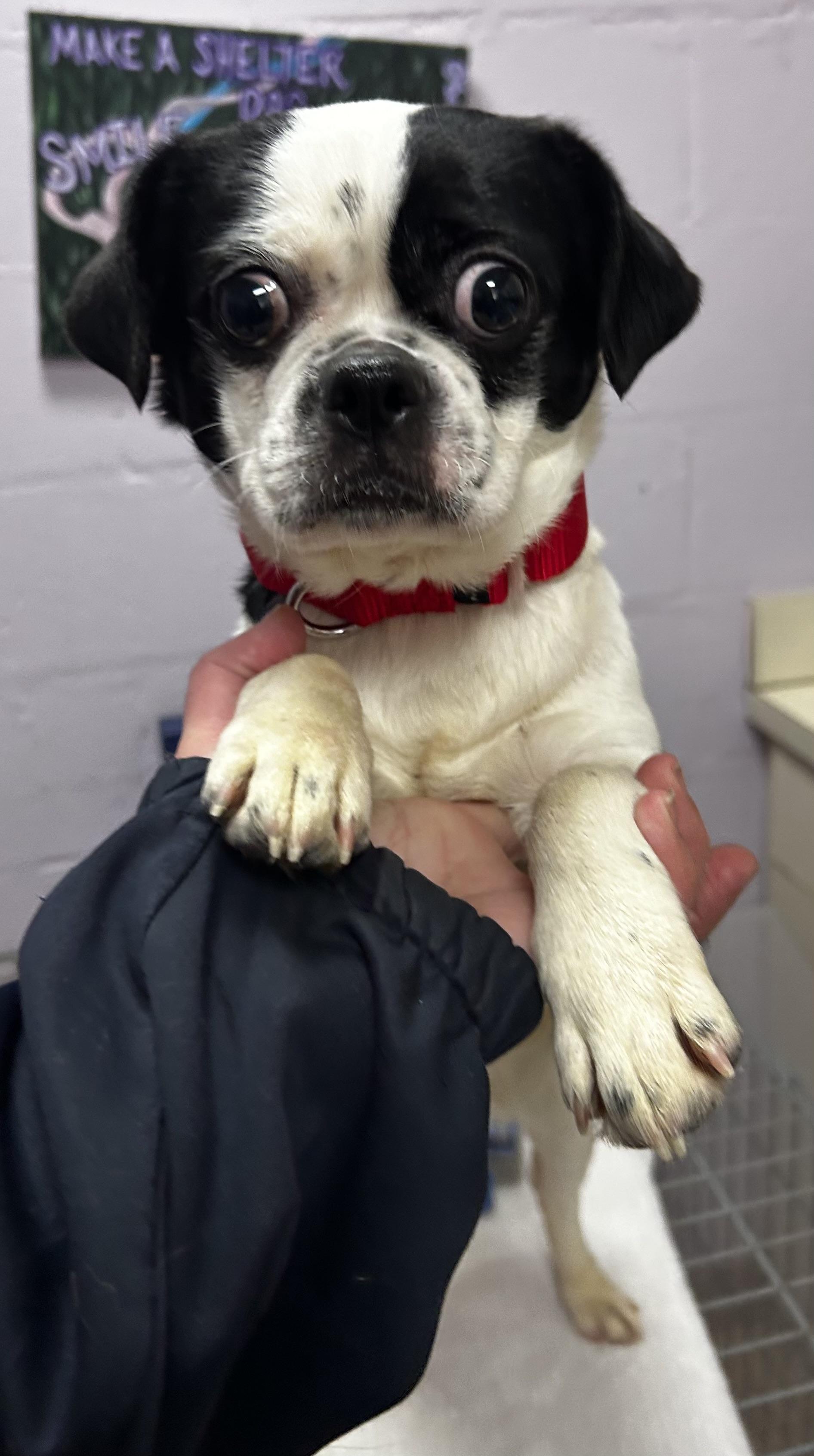 Cinderella, adopted, Young Female Boston Terrier & Puggle.