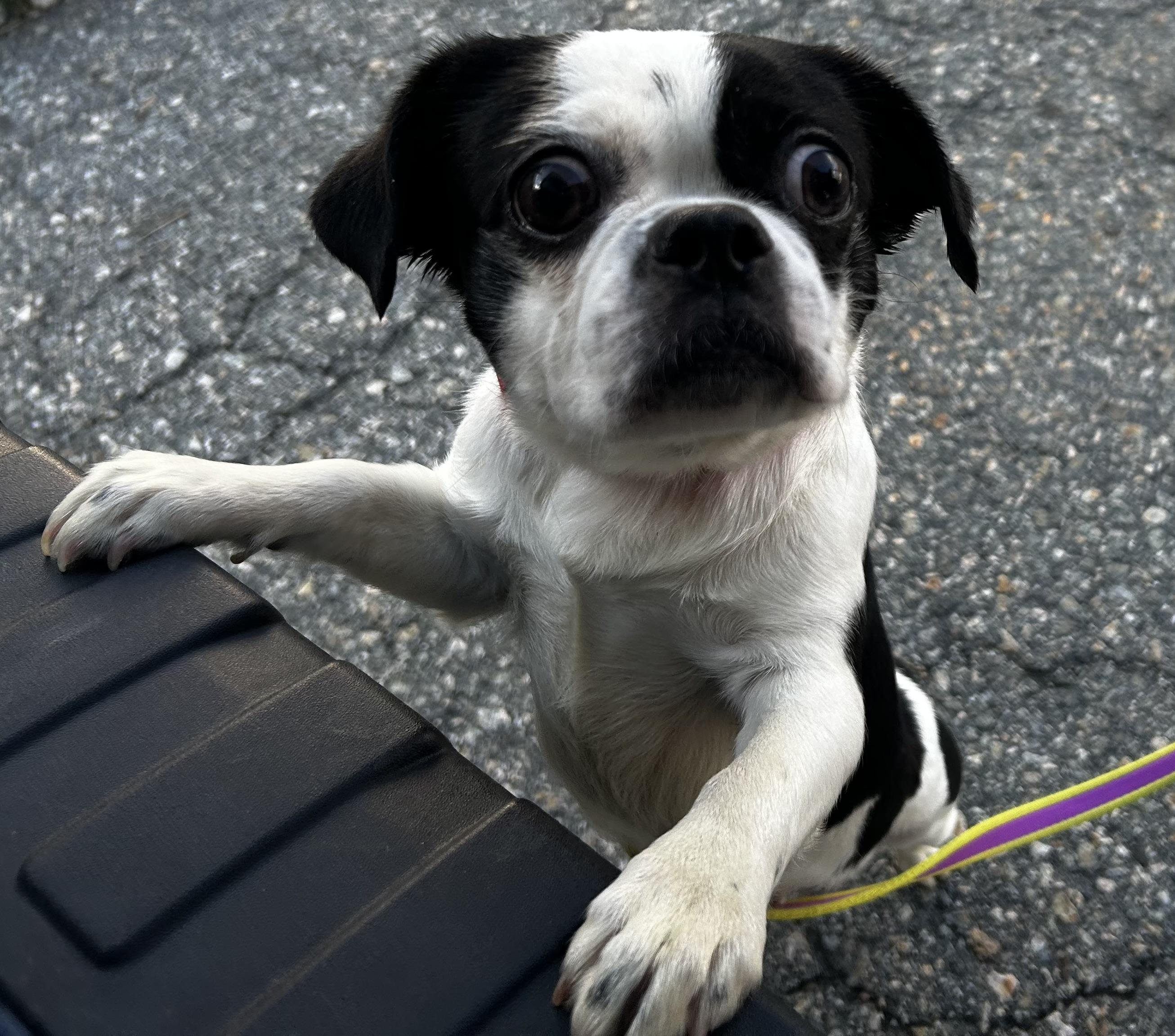 Enlarge Cinderella, an adopted mixed breed in Oak Ridge, NJ image 3/3