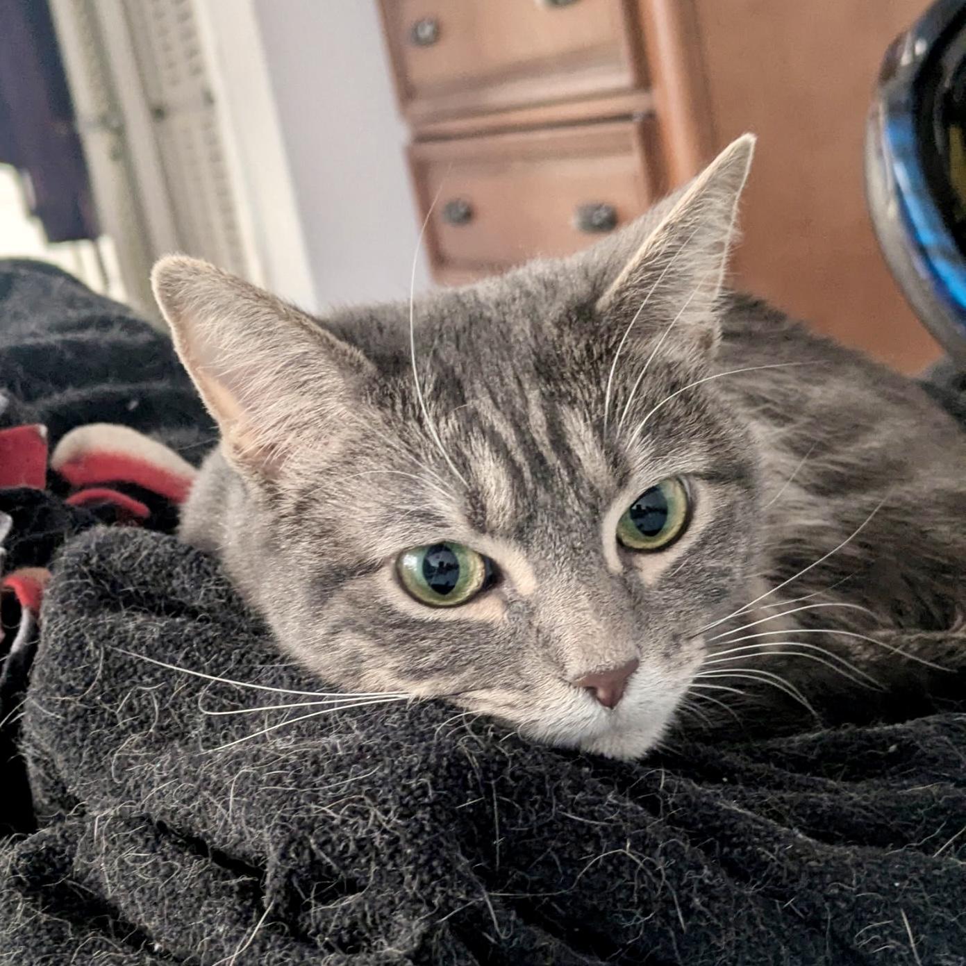 Brie, an adoptable mixed breed in Tulsa, OK image 6/6