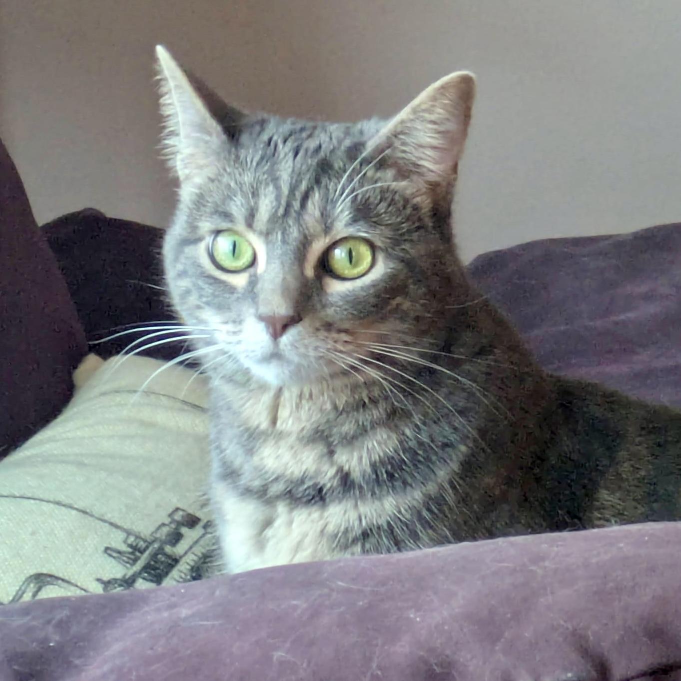 Brie, an adoptable mixed breed in Tulsa, OK image 2/6