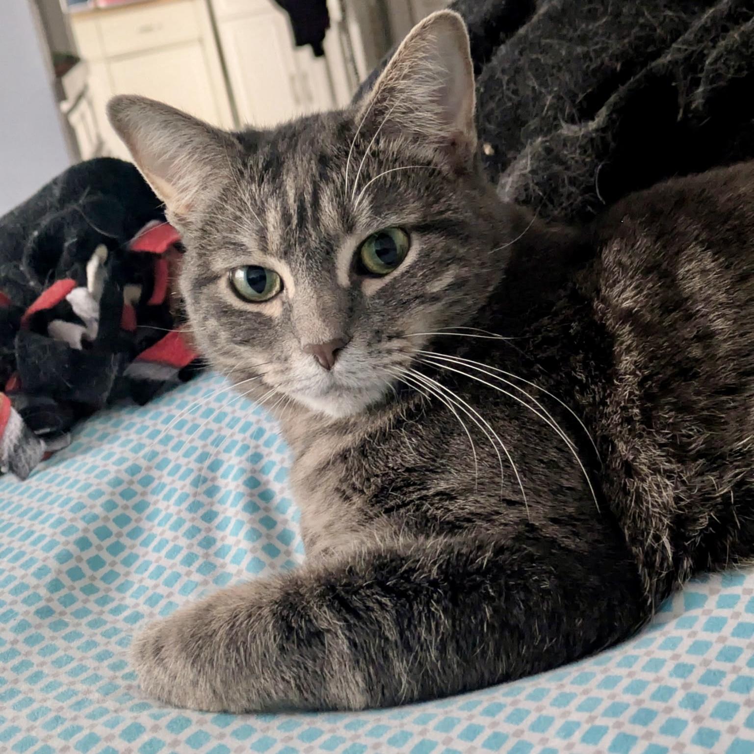 Brie, an adoptable mixed breed in Tulsa, OK image 4/6