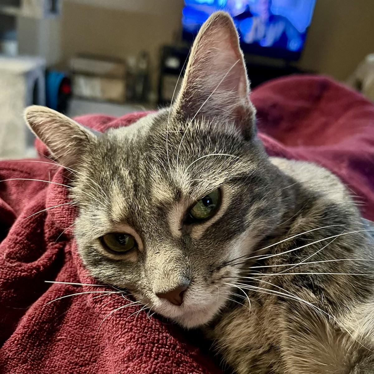 Brie, an adoptable mixed breed in Tulsa, OK image 3/6