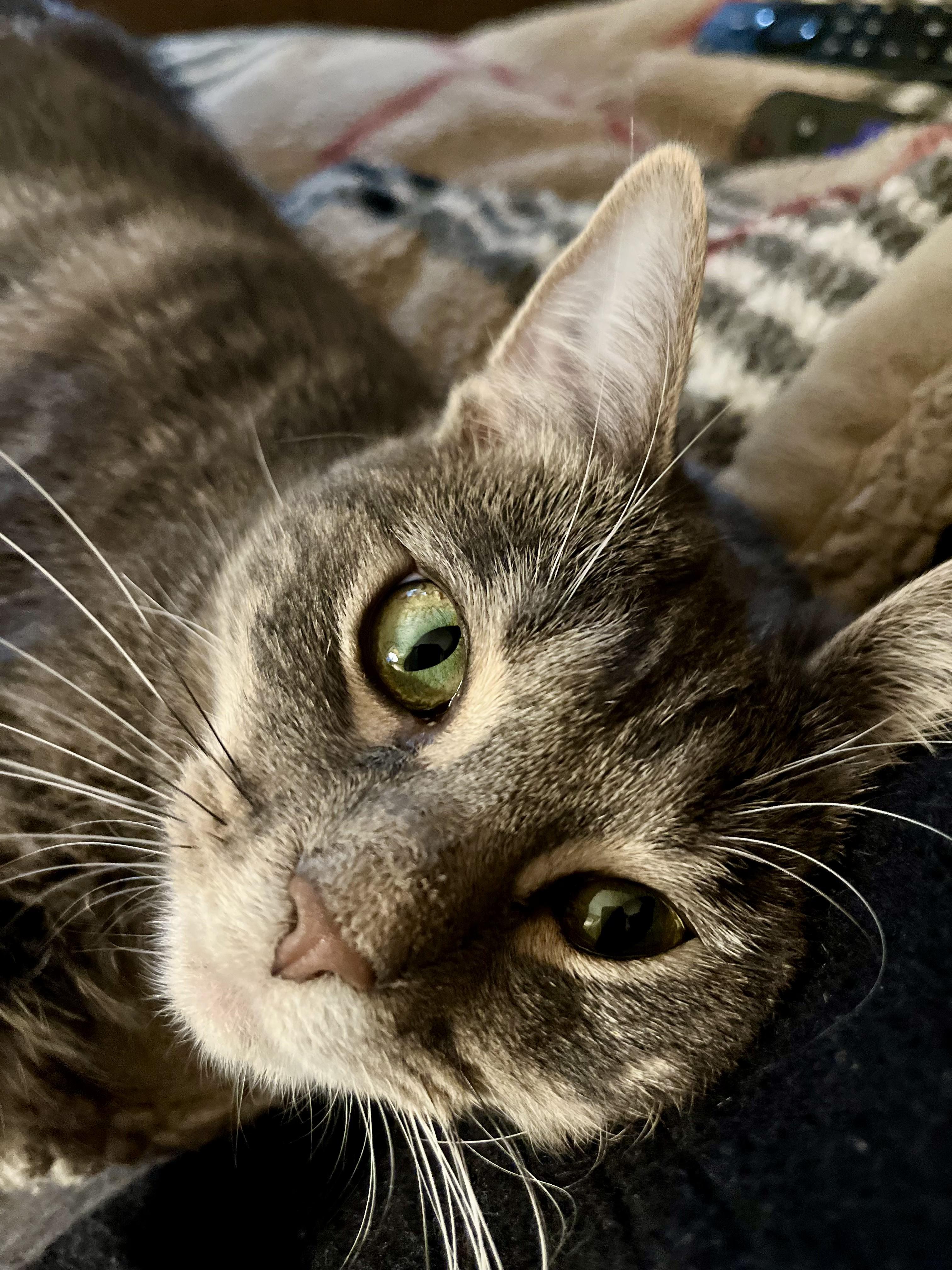 Brie, an adoptable mixed breed in Tulsa, OK image 5/6