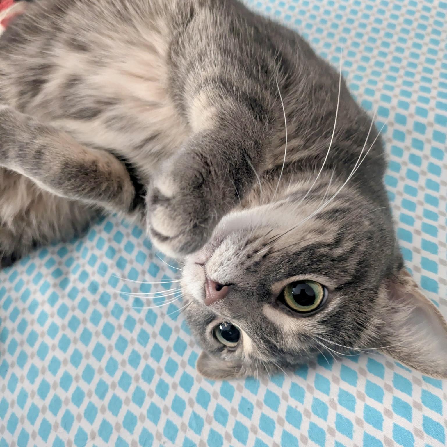 Brie, adoptable, Adult Female Tabby & Domestic Medium Hair.