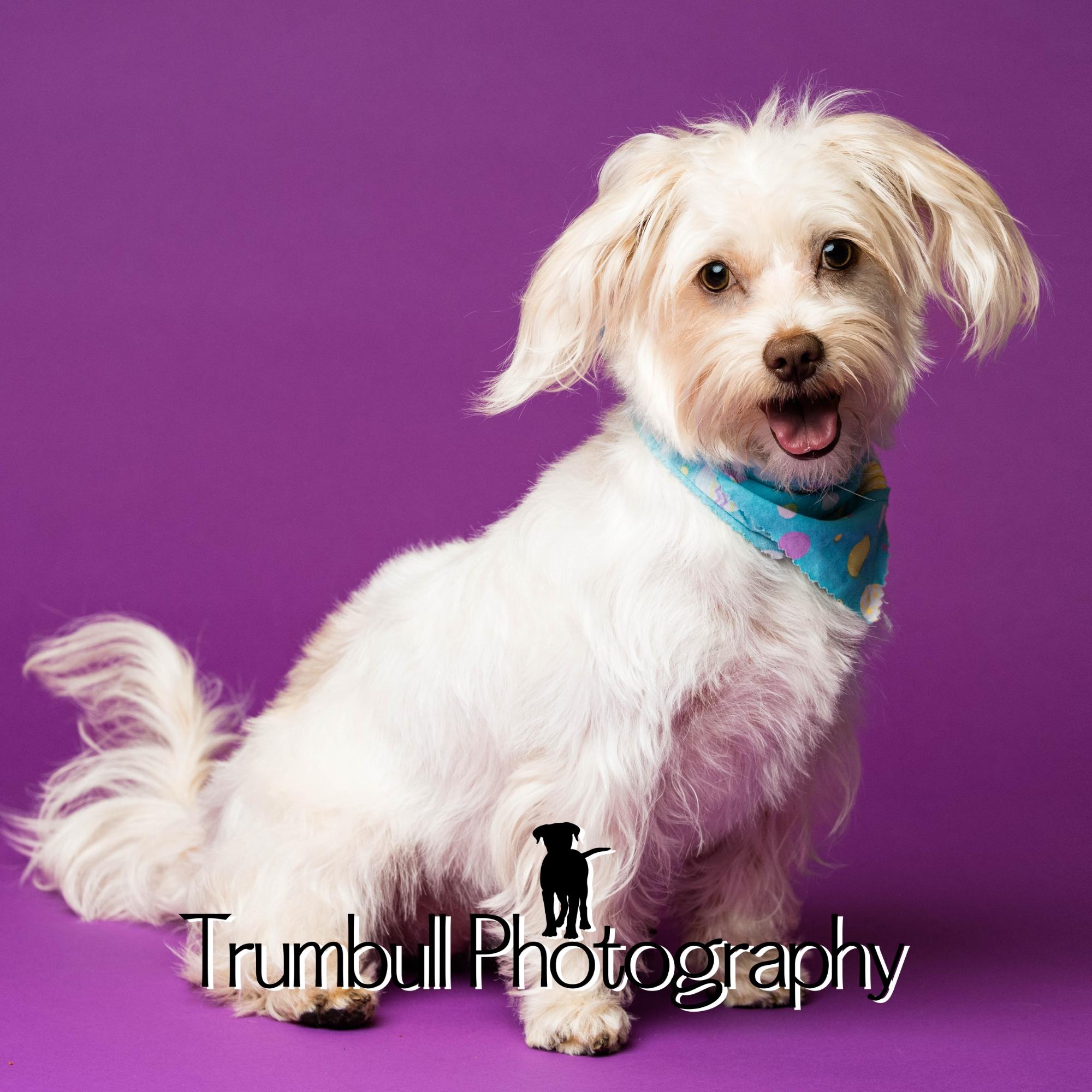 Enlarge Mia, a Adoptable mixed breed in Toledo, OH image 1/2