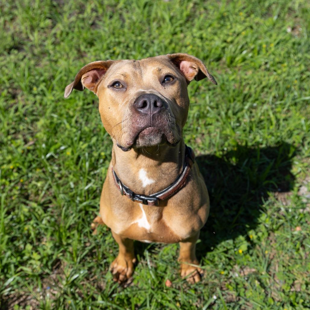 Cardamom, Adoptable, Adult Female Mixed Breed.