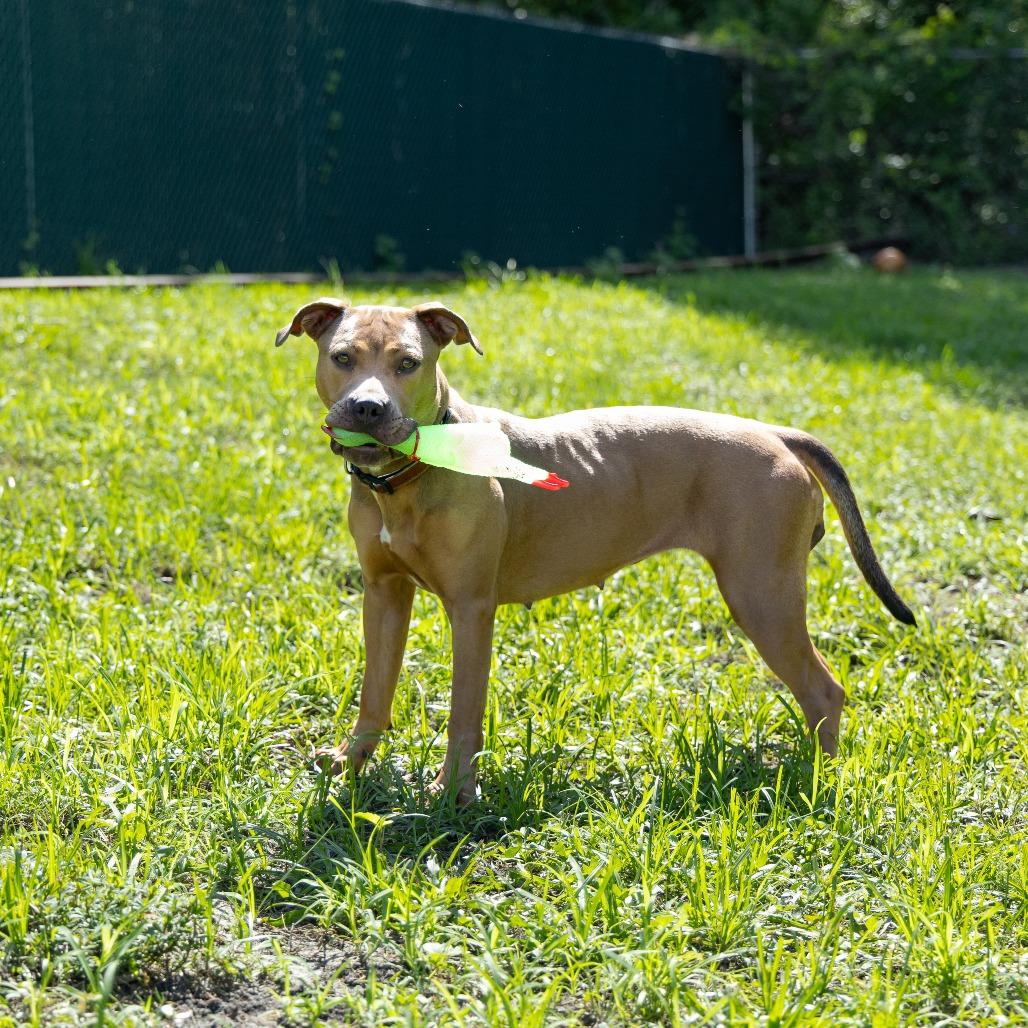 Cardamom, a Adoptable Mixed Breed in Gainesville, FL image 2/6