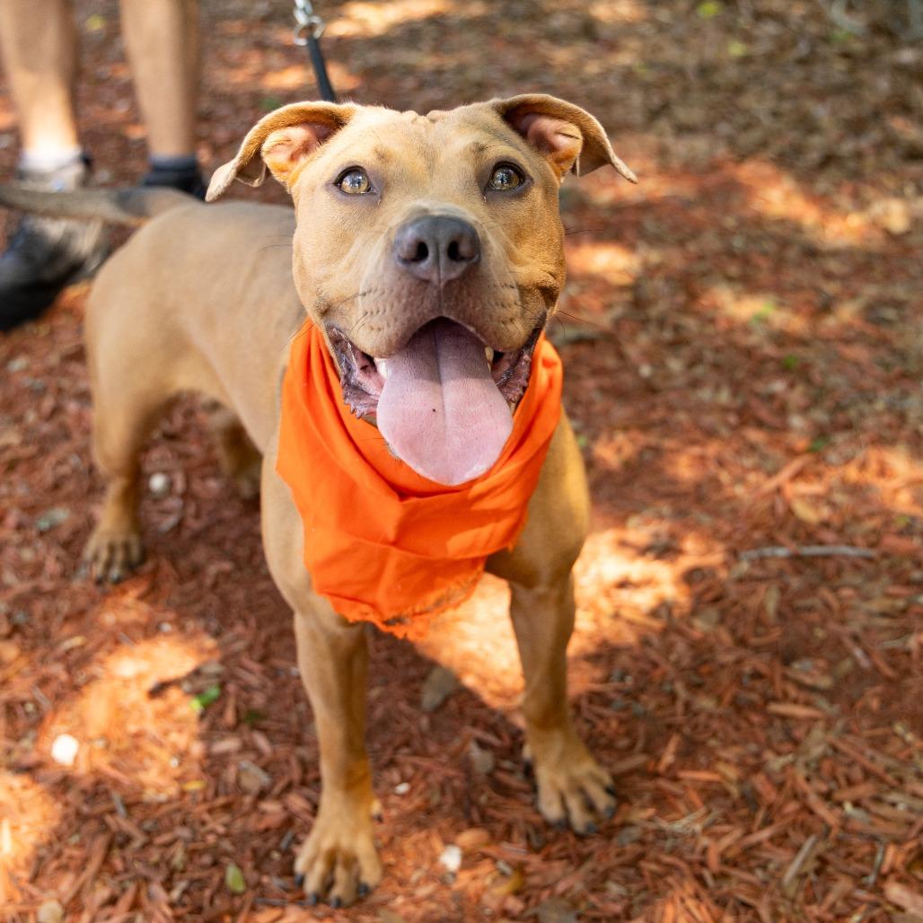 Cardamom, a Adoptable Mixed Breed in Gainesville, FL image 3/6