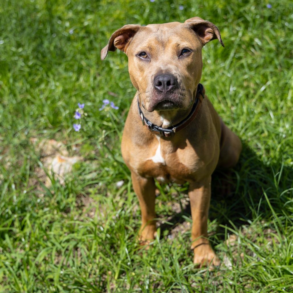 Cardamom, a Adoptable Mixed Breed in Gainesville, FL image 4/6