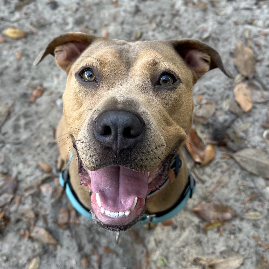 Cardamom, a Adoptable Mixed Breed in Gainesville, FL image 5/6