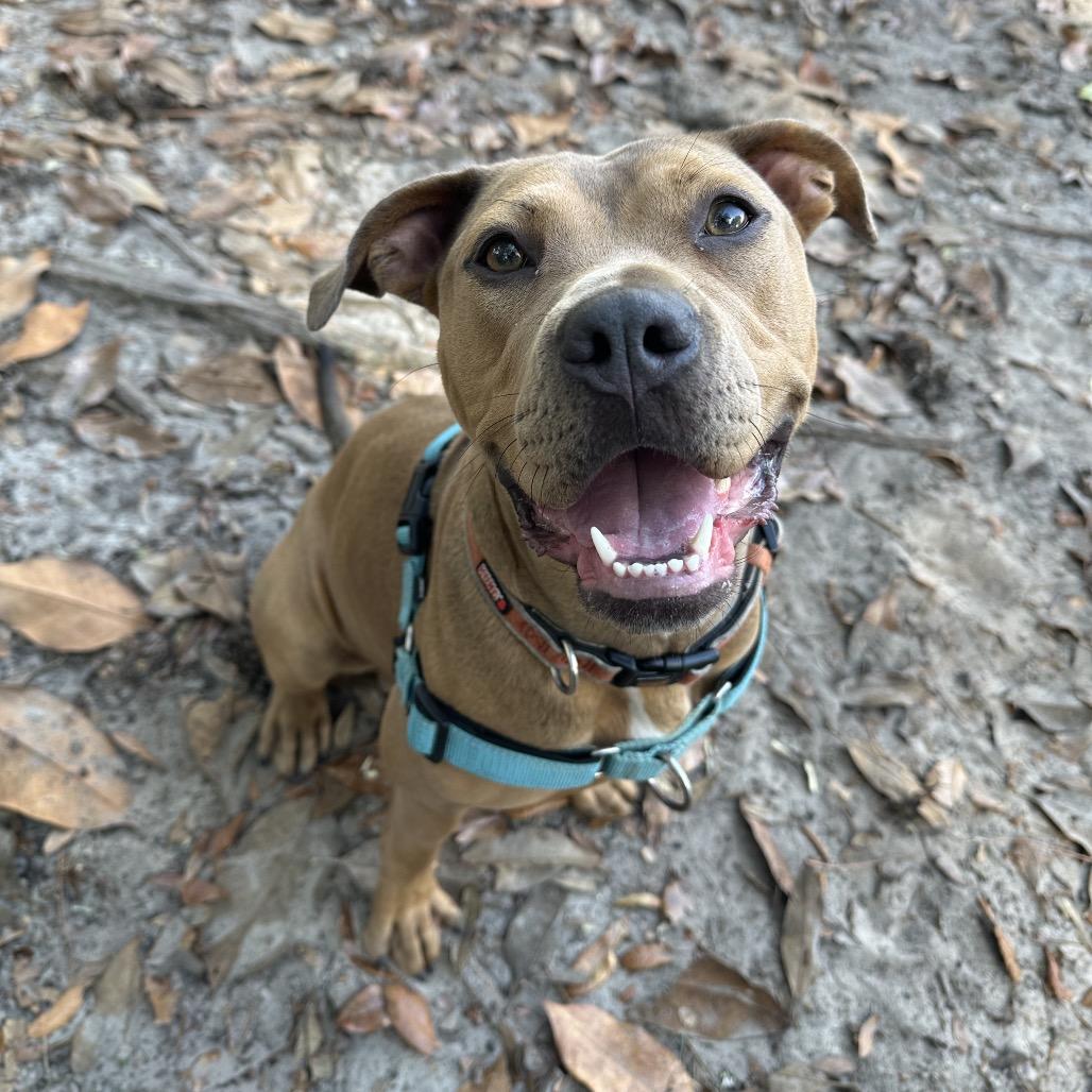 Cardamom, a Adoptable Mixed Breed in Gainesville, FL image 6/6