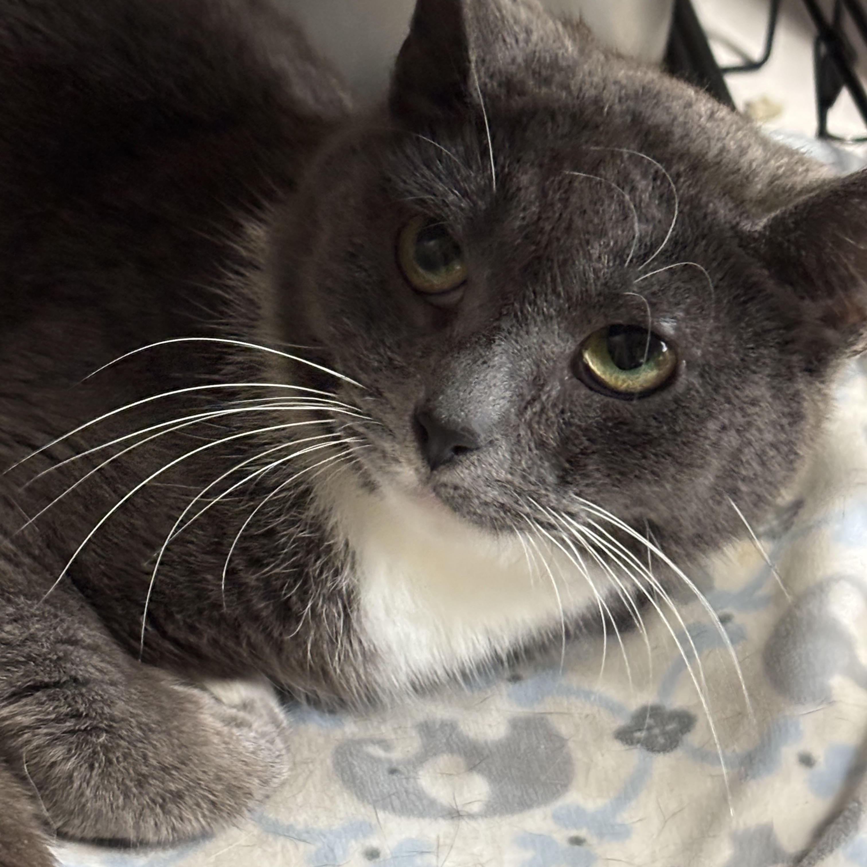 LAYLA, Young Female Domestic Short Hair