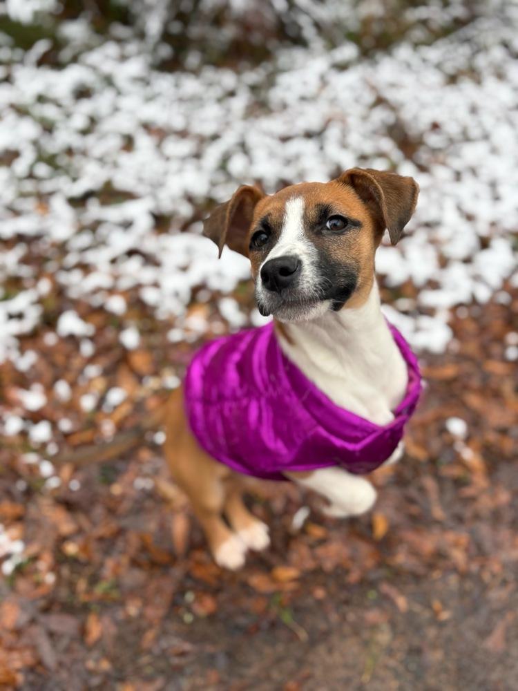 Enlarge KYRA, a Adoptable mixed breed in Milton, GA image 2/6