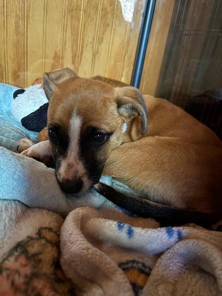 KYRA, Adoptable, Puppy Female Mixed Breed & Boxer.