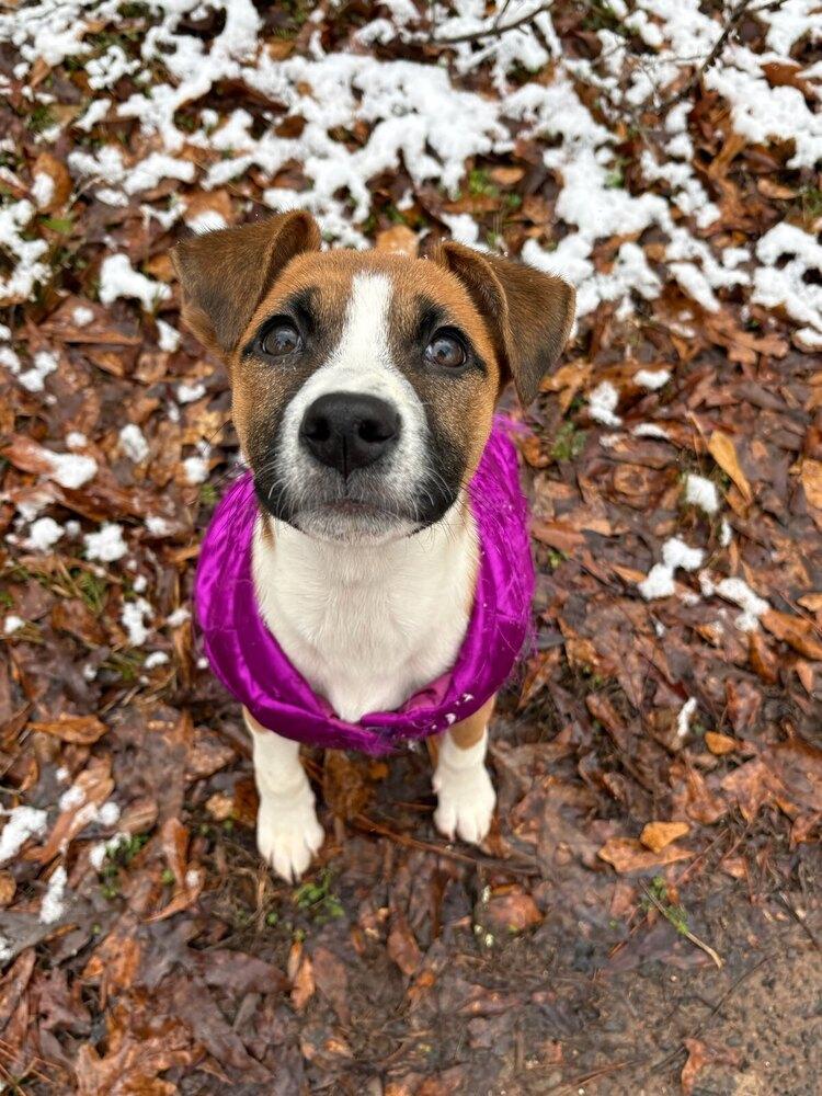 Enlarge KYRA, a Adoptable mixed breed in Milton, GA image 4/6