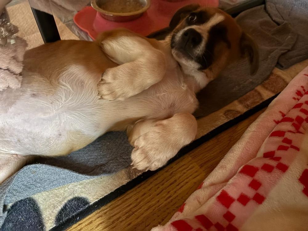 Enlarge KYRA, a Adoptable mixed breed in Milton, GA image 2/5